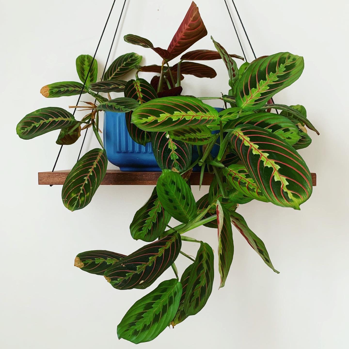 praising my beautiful prayer plant