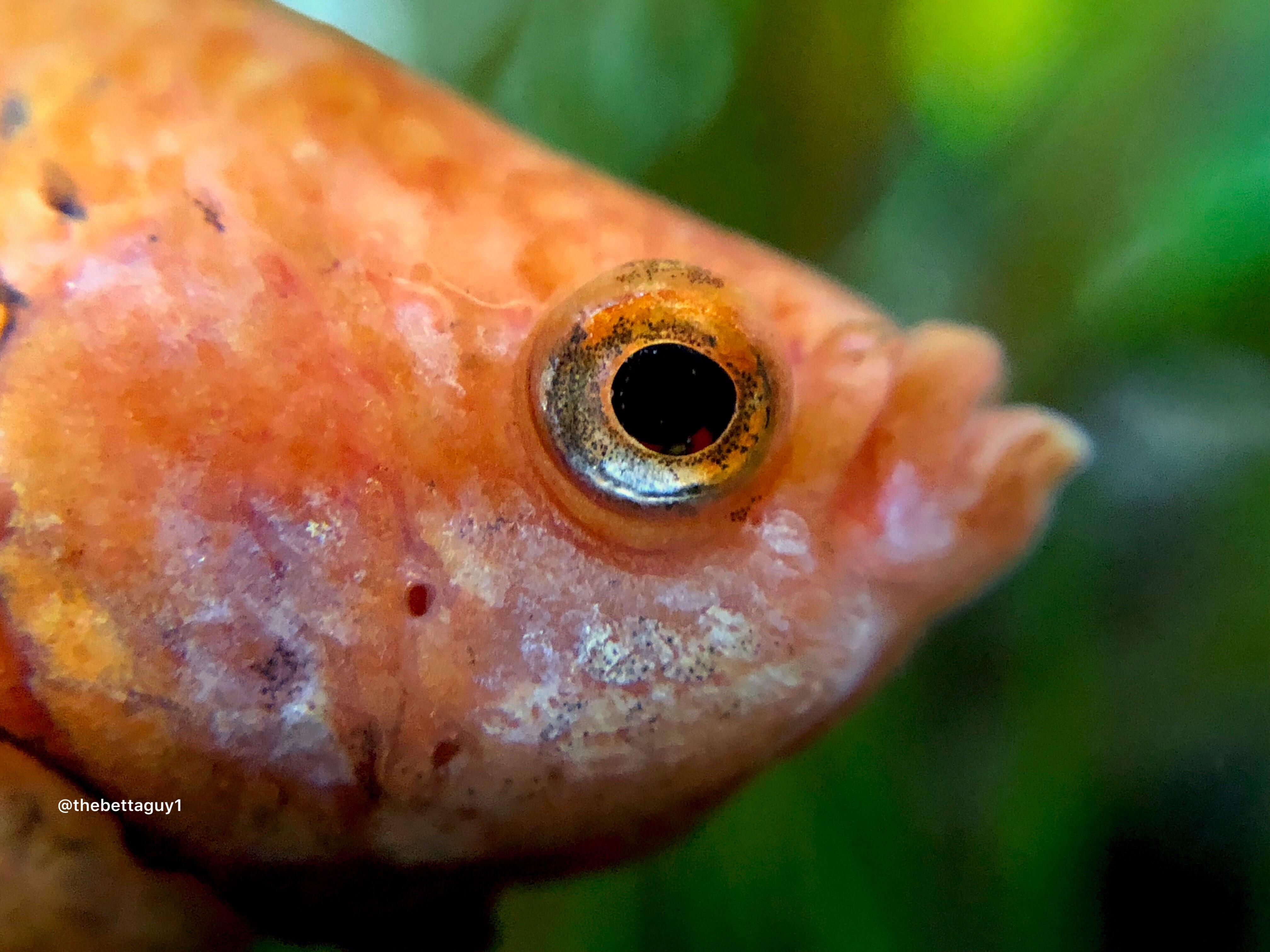 I love betta eyes! r/Aquariums