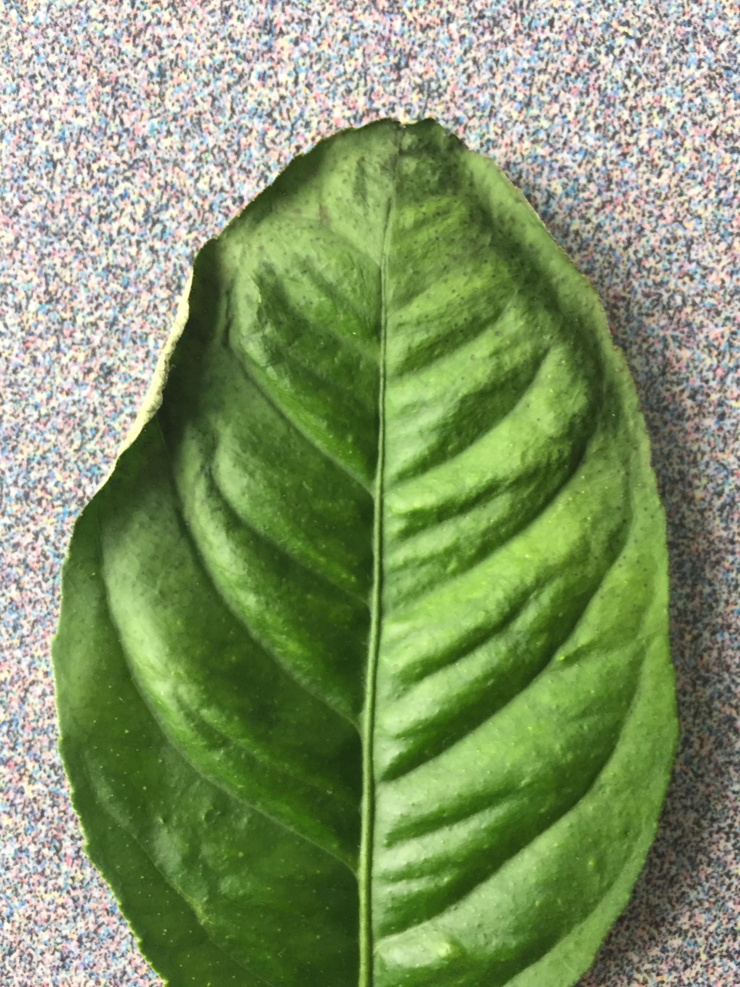 Please help! My indoor lemon tree has been losing many leaves. They