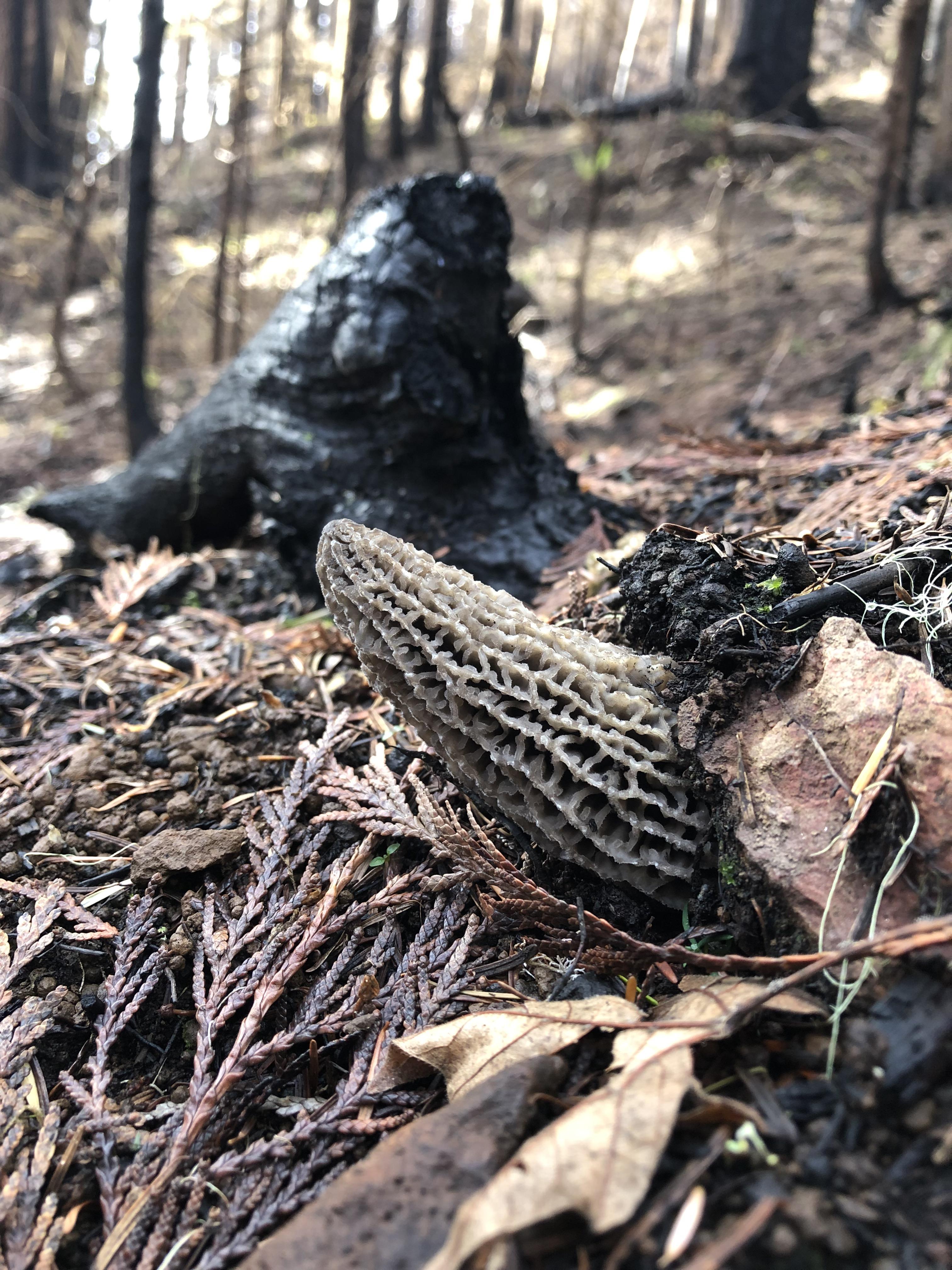 Oregon Fire Morels r/mycology