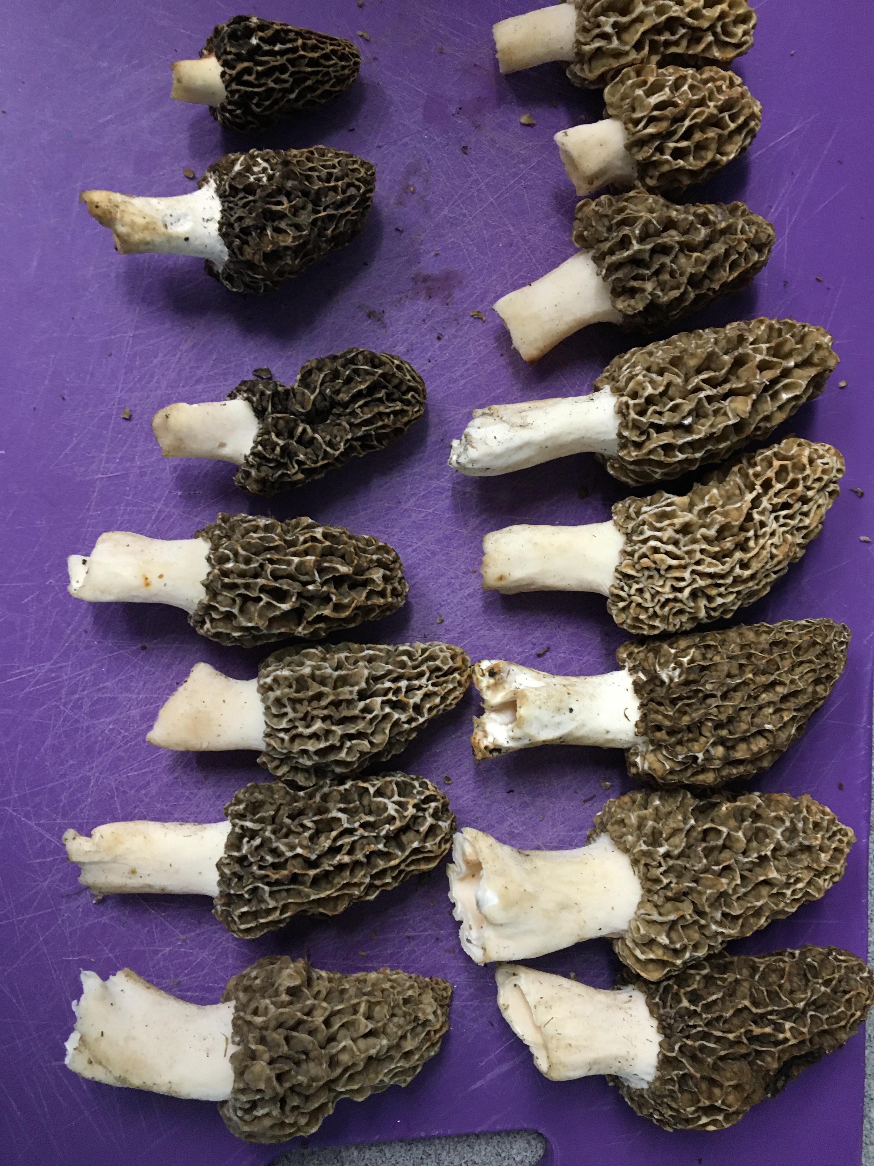 First time hunting in Richland Wisconsin r/Morel_Hunting