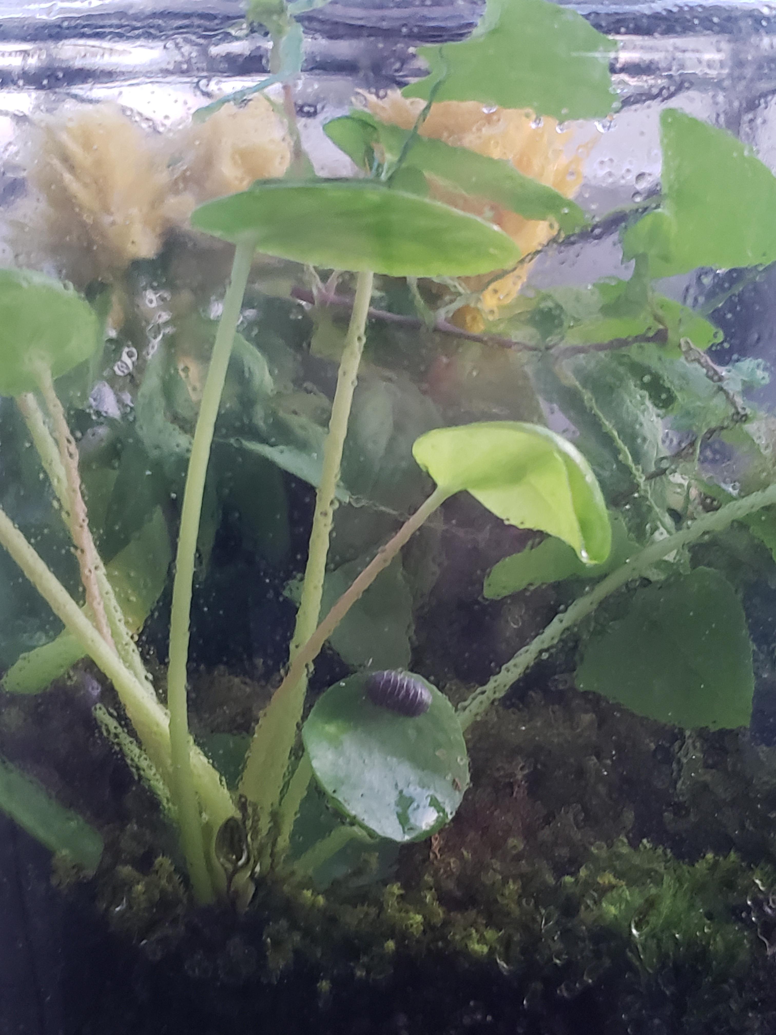 An isopod on my Happy Pilea terrarium r/terrariums