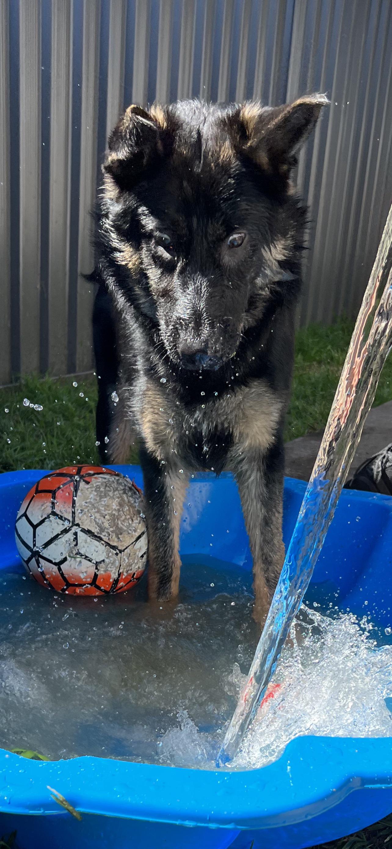 Dexter look a bit shocked when we were topping up his pool 😂 r