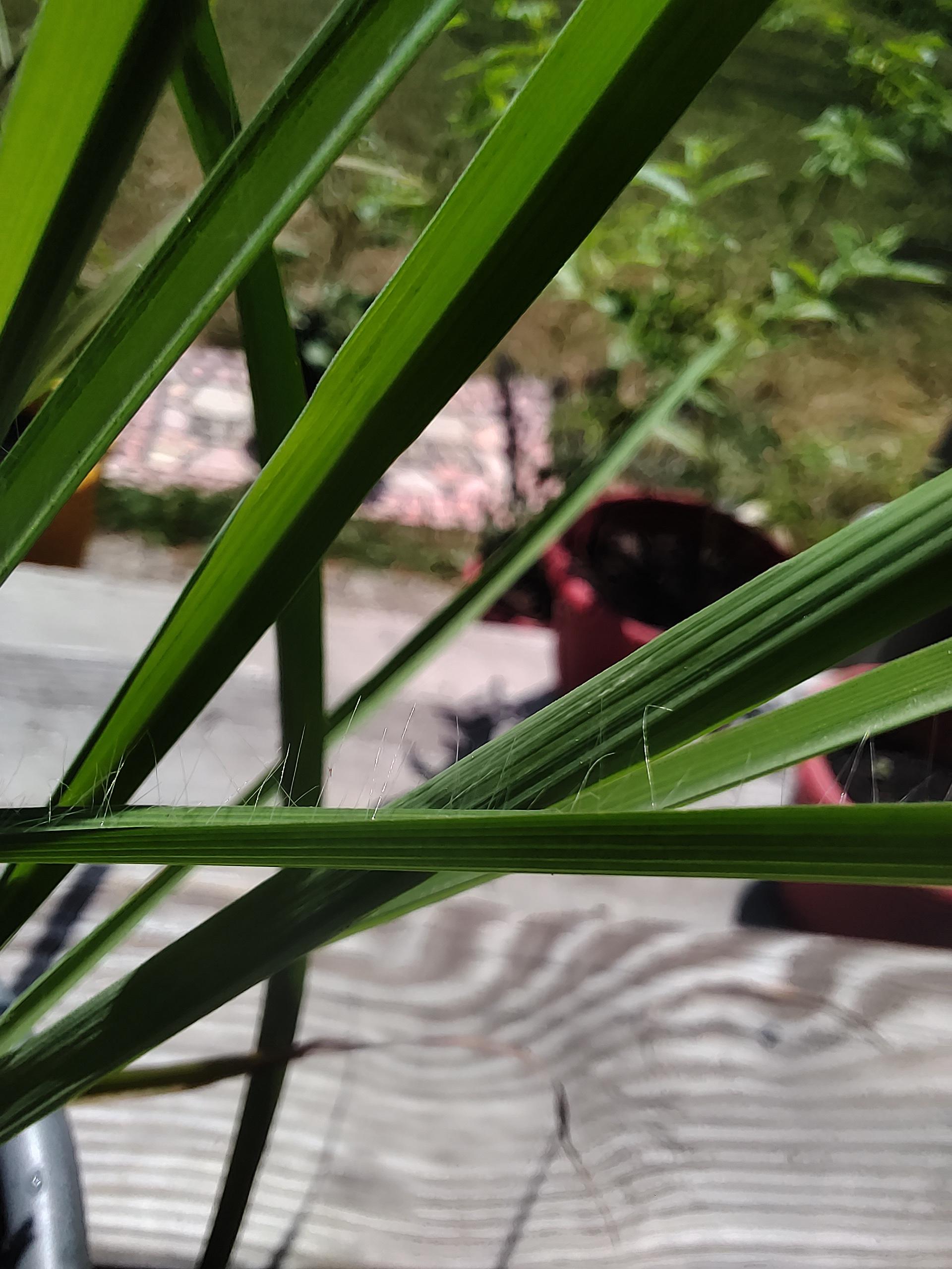 Why does my lemongrass have these hairs? My only other hairy plant is my tomato r/gardening