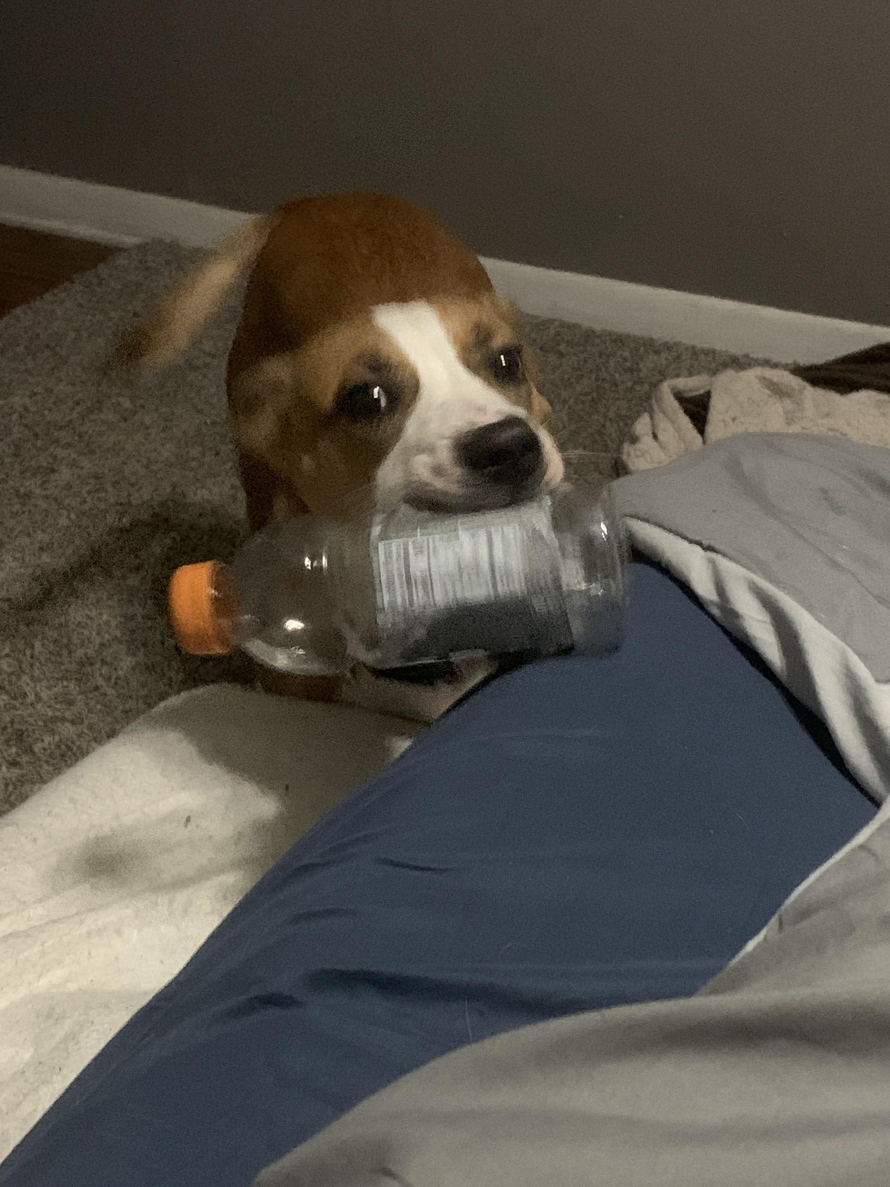 Can You Give A Puppy Gatorade