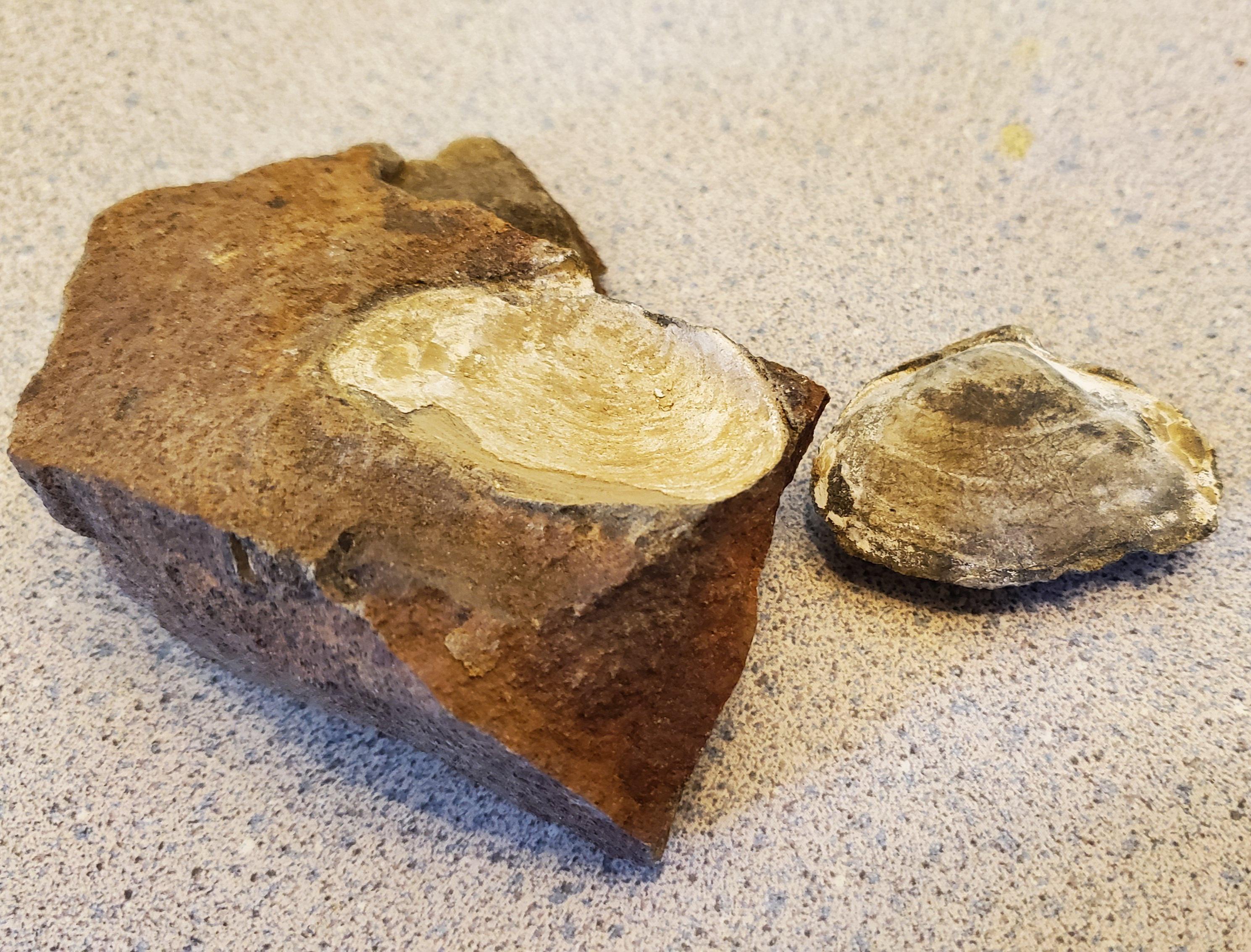 Very wellpreserved mollusk fossil I found along the Willamette River. Fully fossilized with