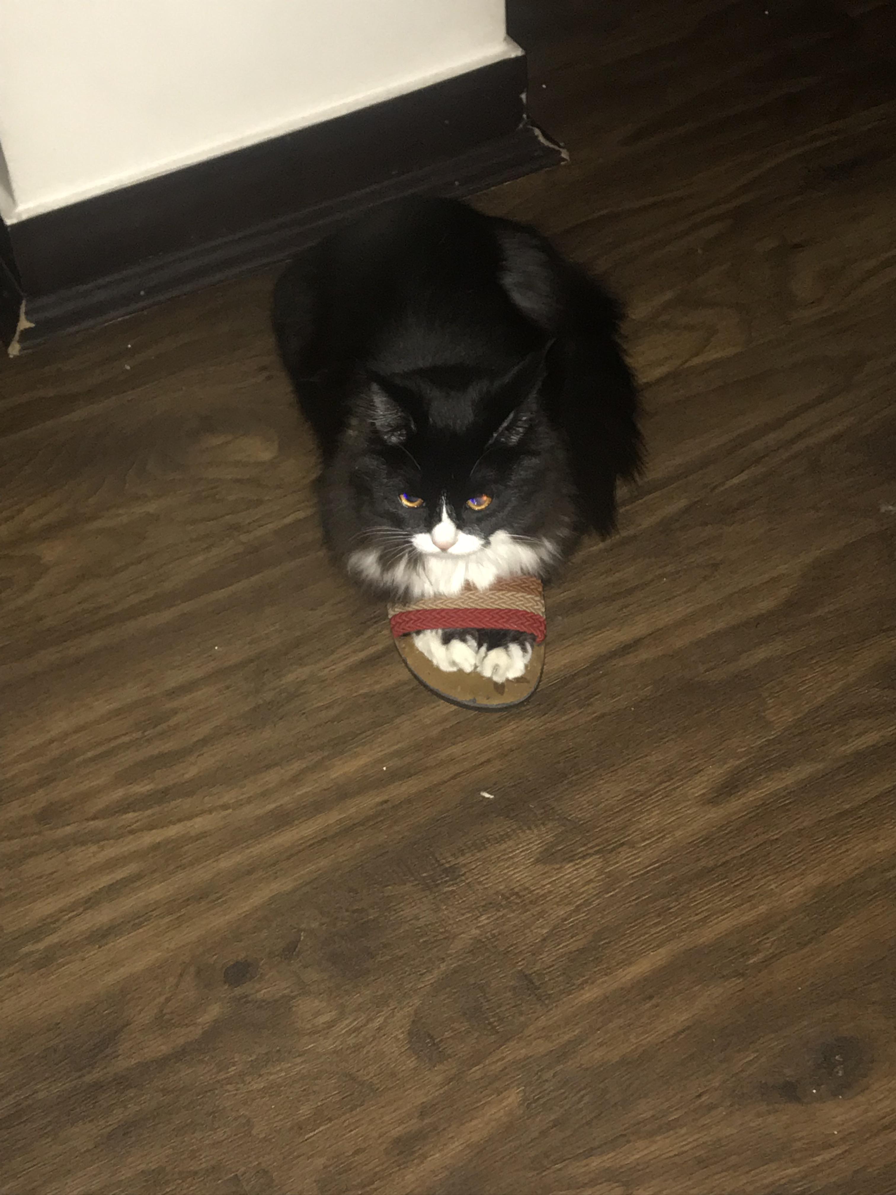 Why Does My Cat Steal My Slippers at David Ruffin blog