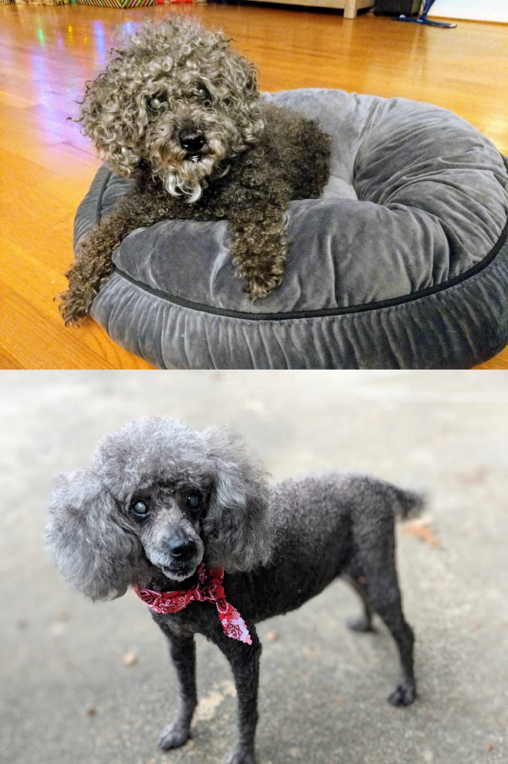 Senior toy poodle we adopted from the pound she was found wandering