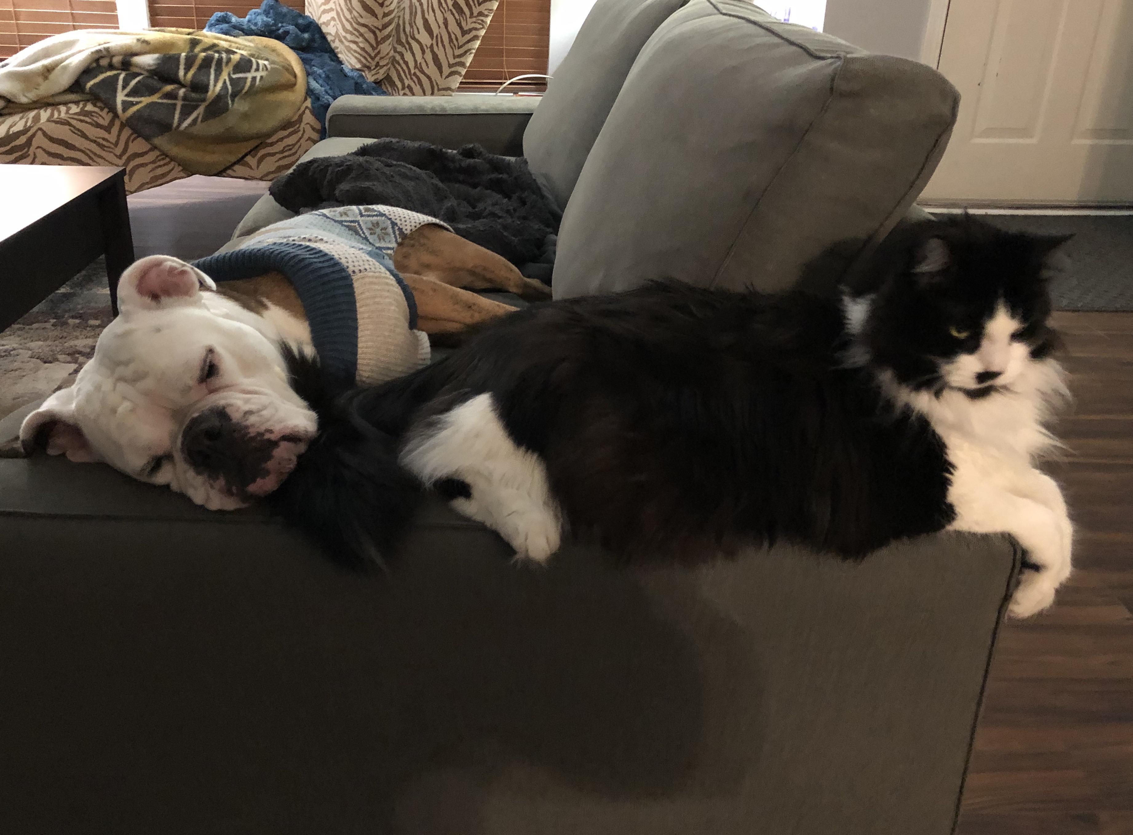 Sleepy Bulldog with her cat friend r/Bulldogs