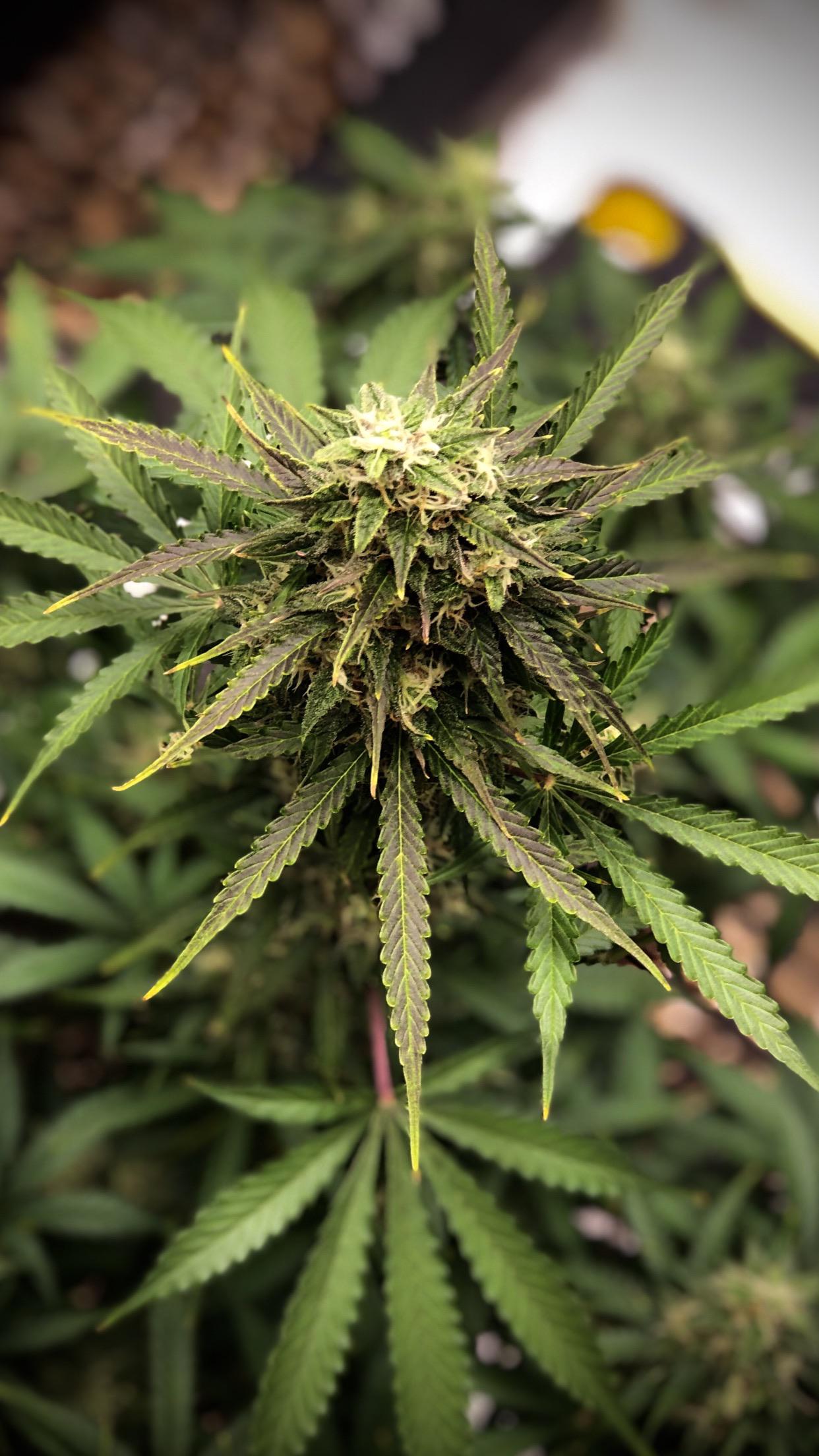 White Widow. Soil coco mix. Marshydro sp250s. Fade.............. r