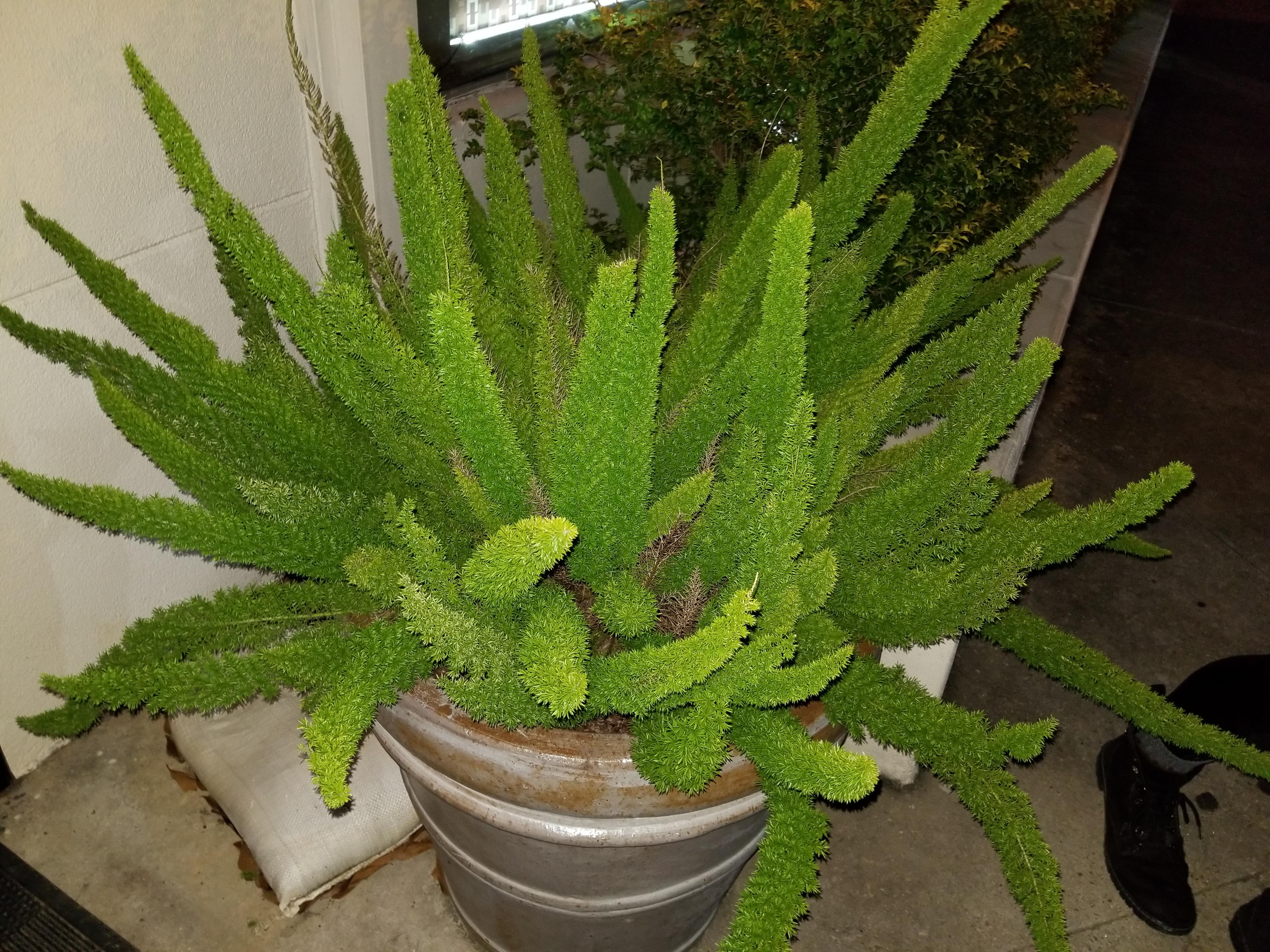 Zone 8a/8b. Potted outside a local restaurant r/whatsthisplant