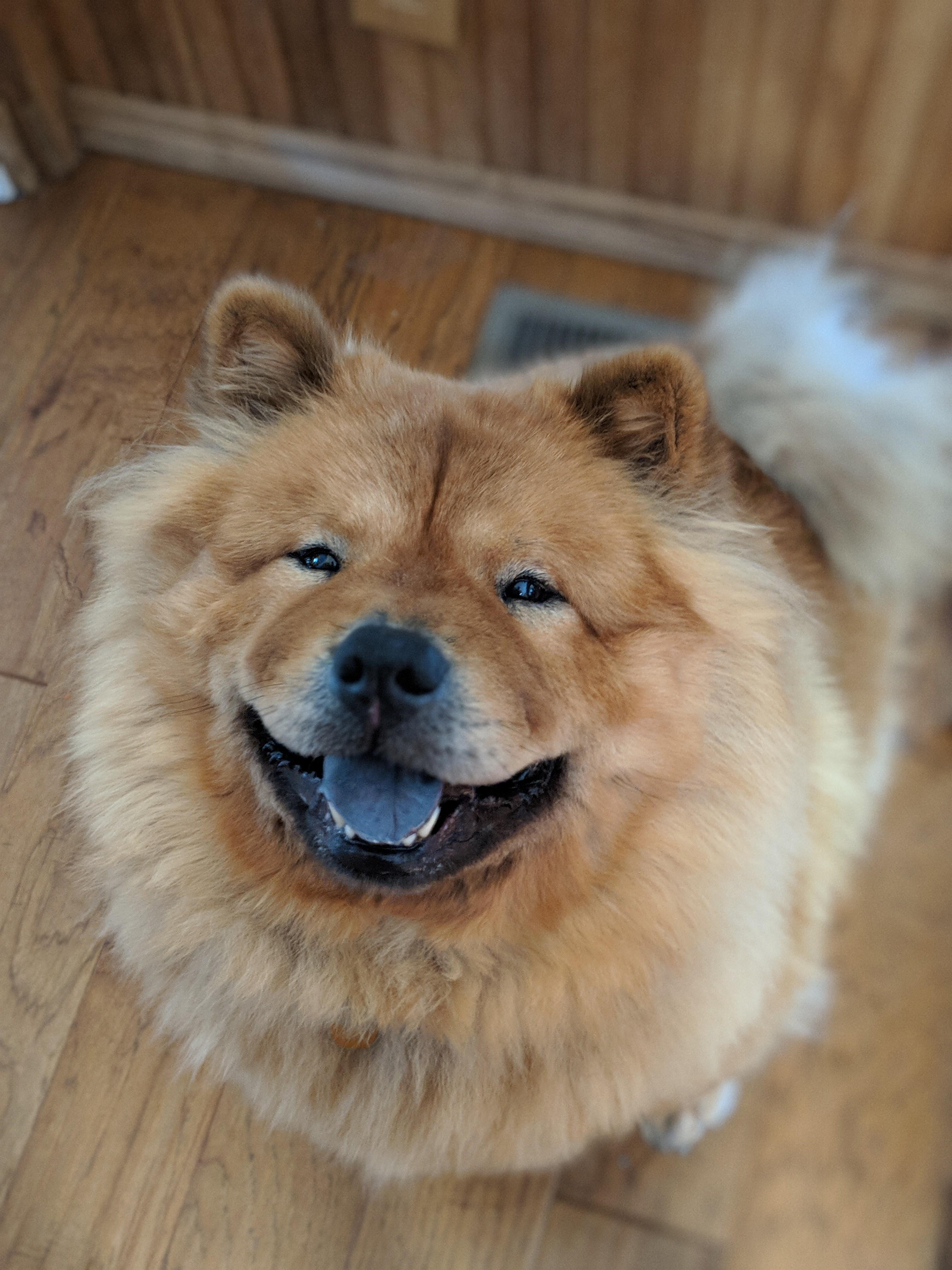 Chai, the Chow Chow💙 r/chowchow