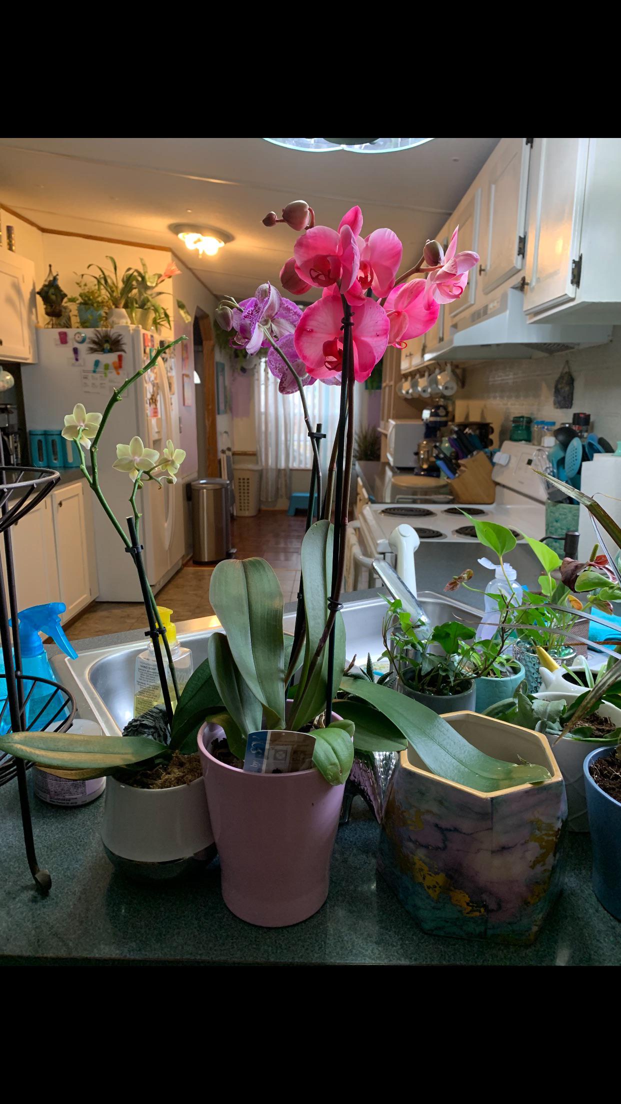 New orchid owner here! It’s planted in soil, and I have orchid bark