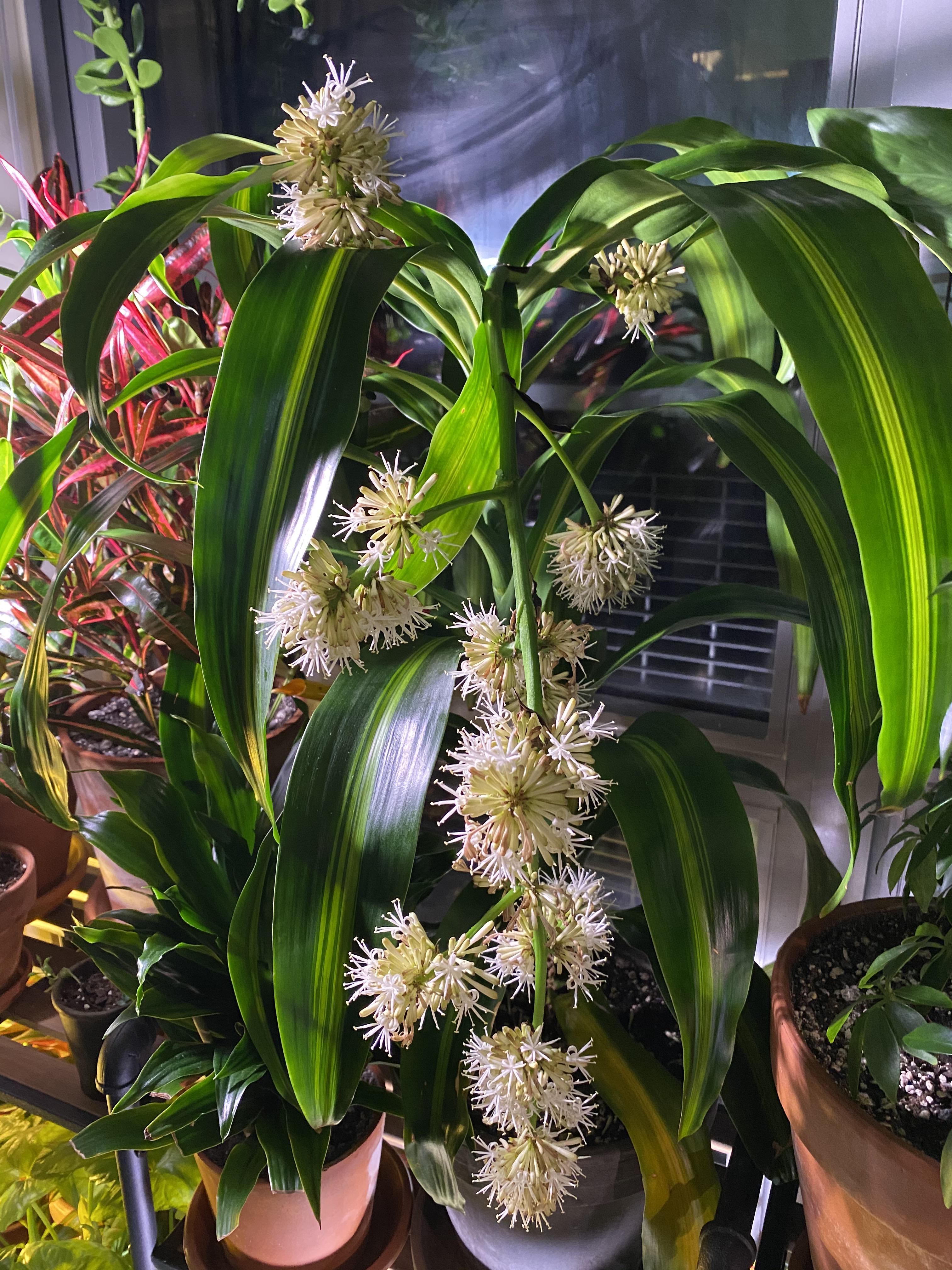 My corn plant is in full bloom! The smell is a bit too strong though