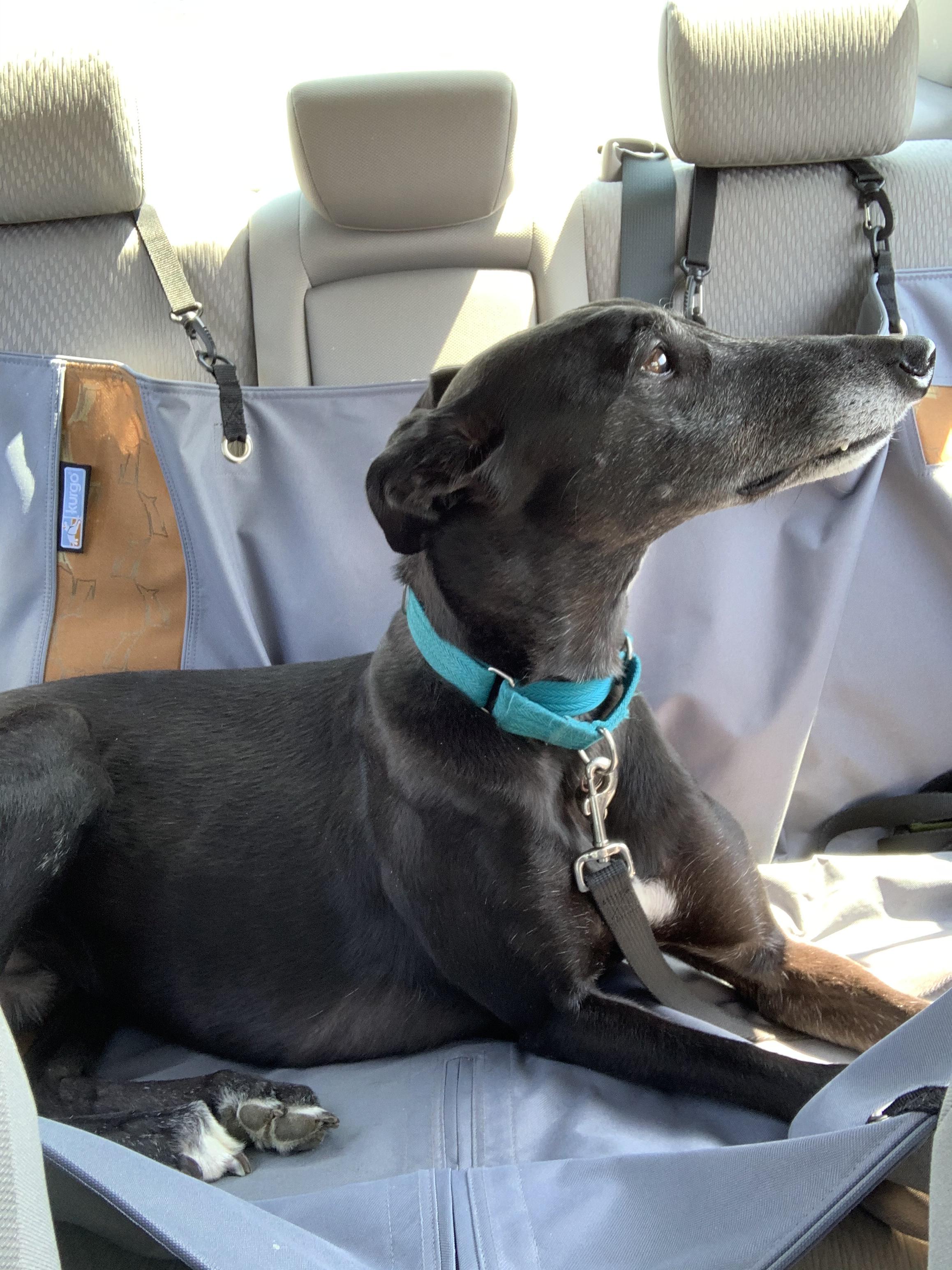 Get out and smell the fresh air 🌻 r/Greyhounds