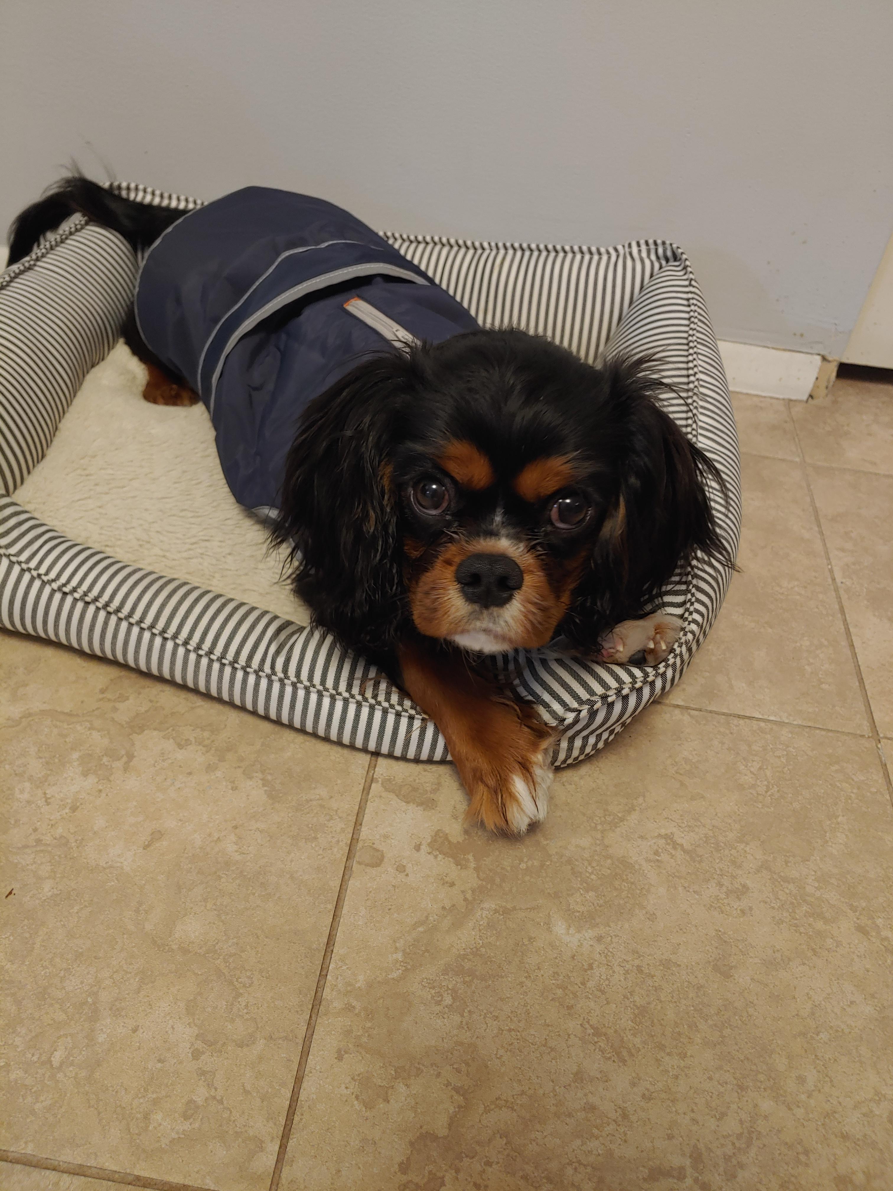 Guinnes trying on his winter coat for the first time.... It's cold up