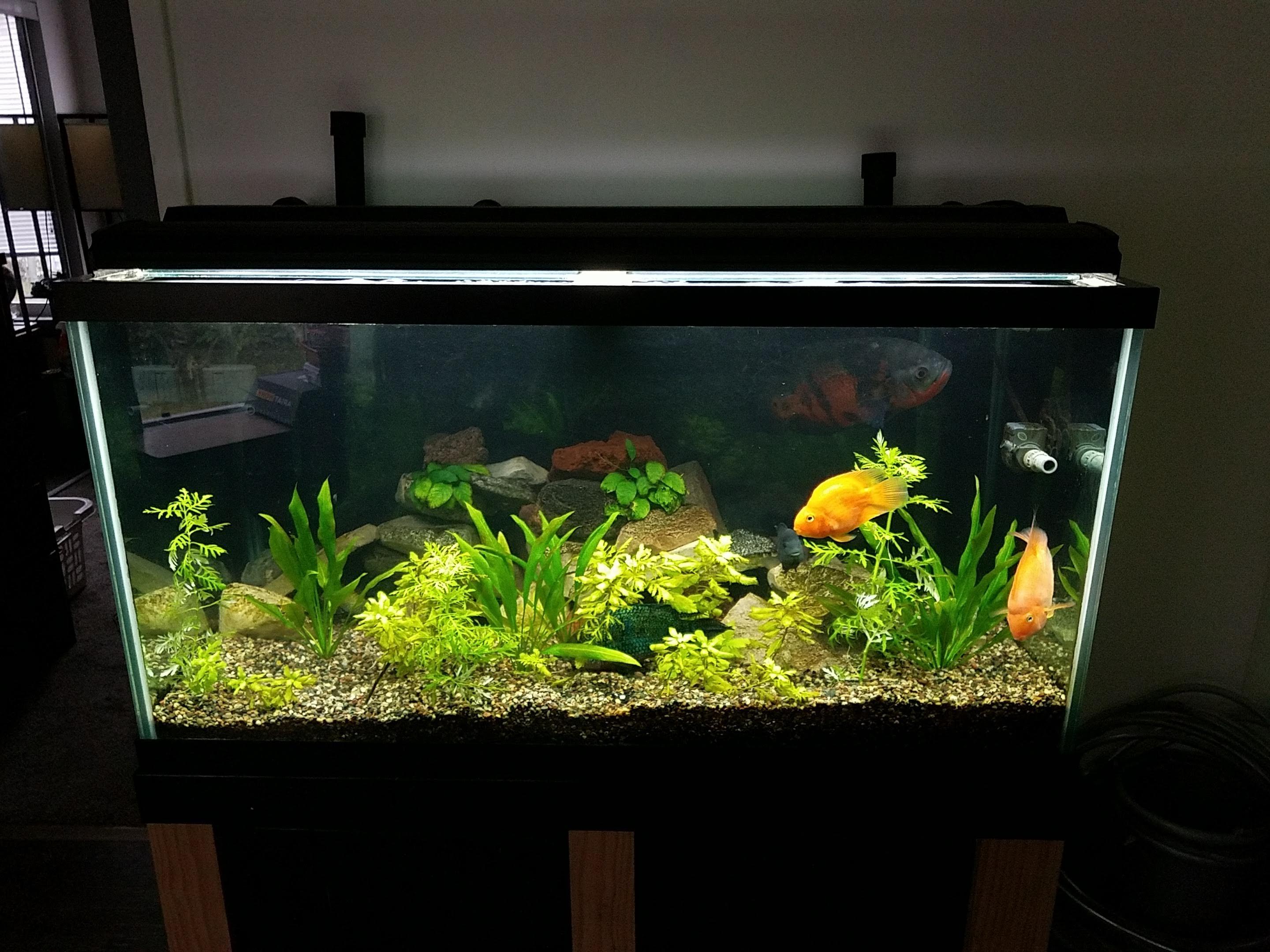 120 gallon South American Cichlid tank r/Aquariums