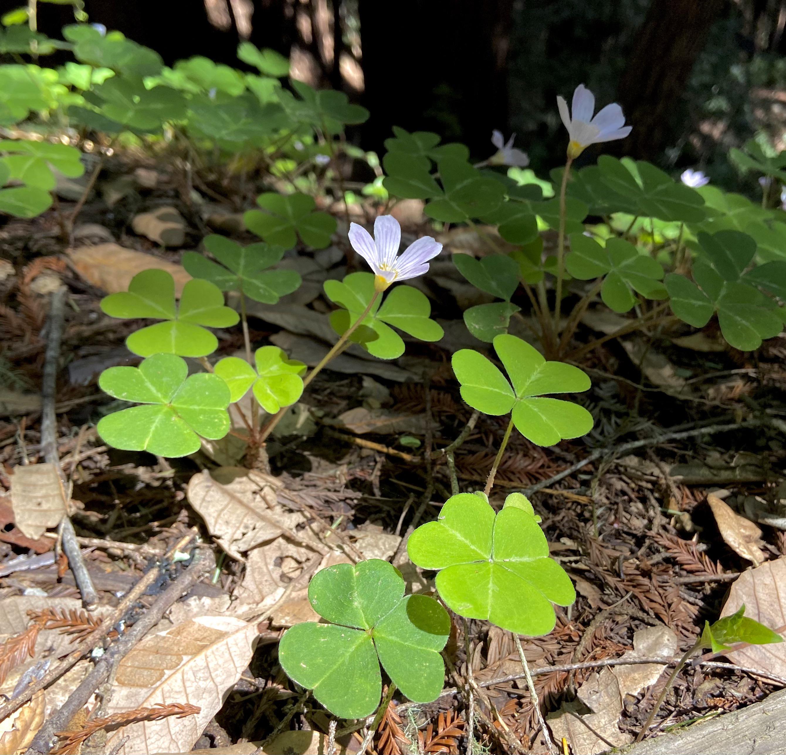 Growing under Redwoods in California. r/PlantIdentification