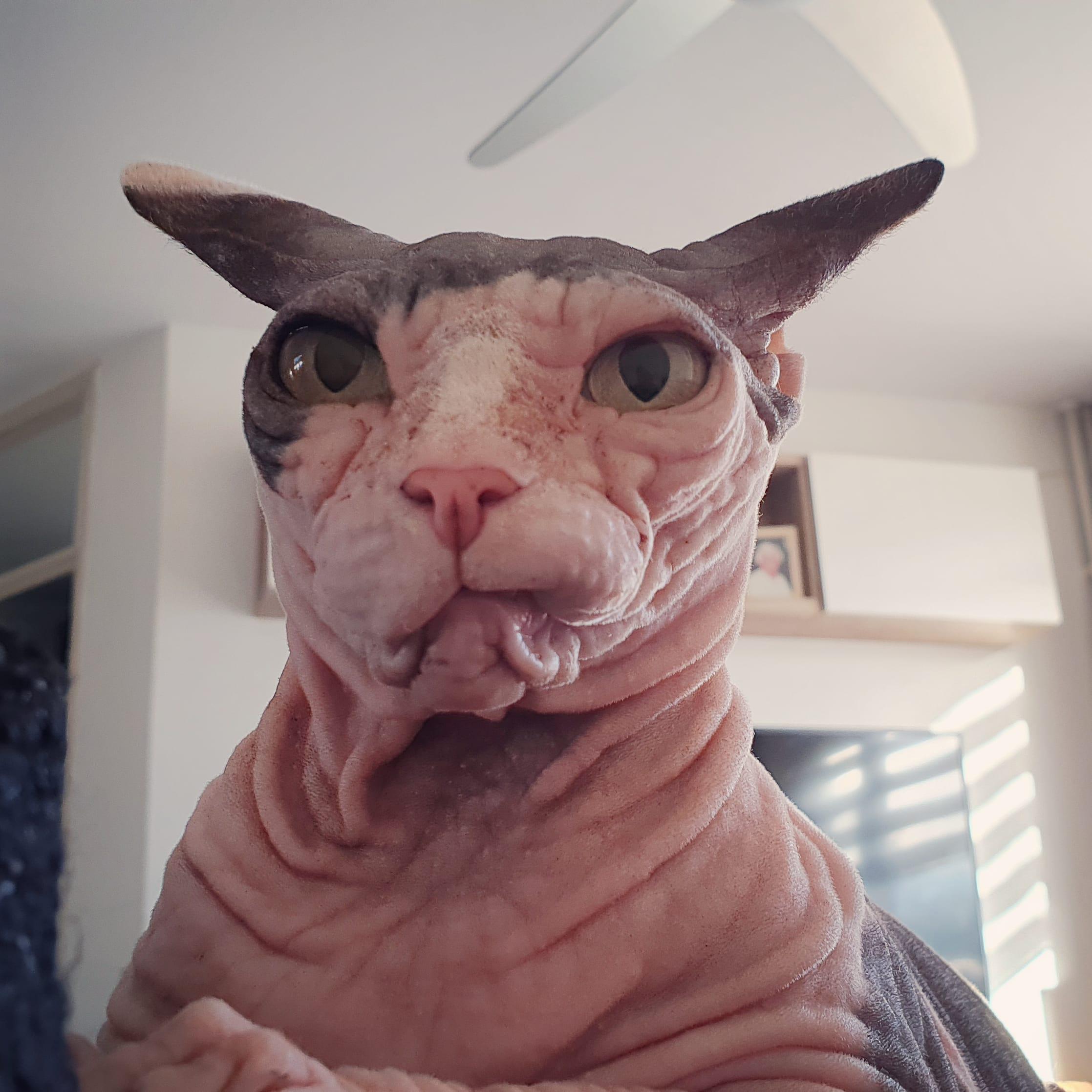 What happens to your natural smile when you've got 1 fang removed... 😂