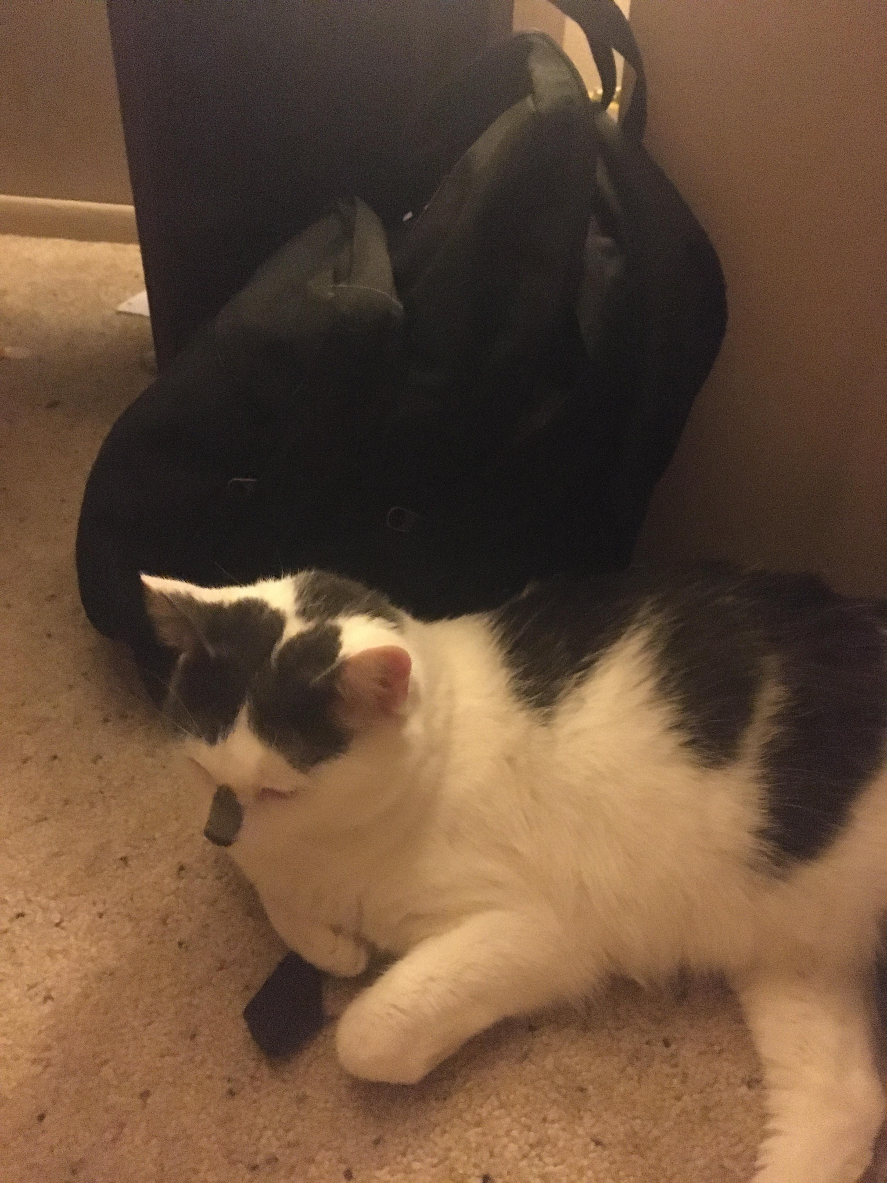 Here’s a picture of my cat who will snuggle up to anything I own. Don’t