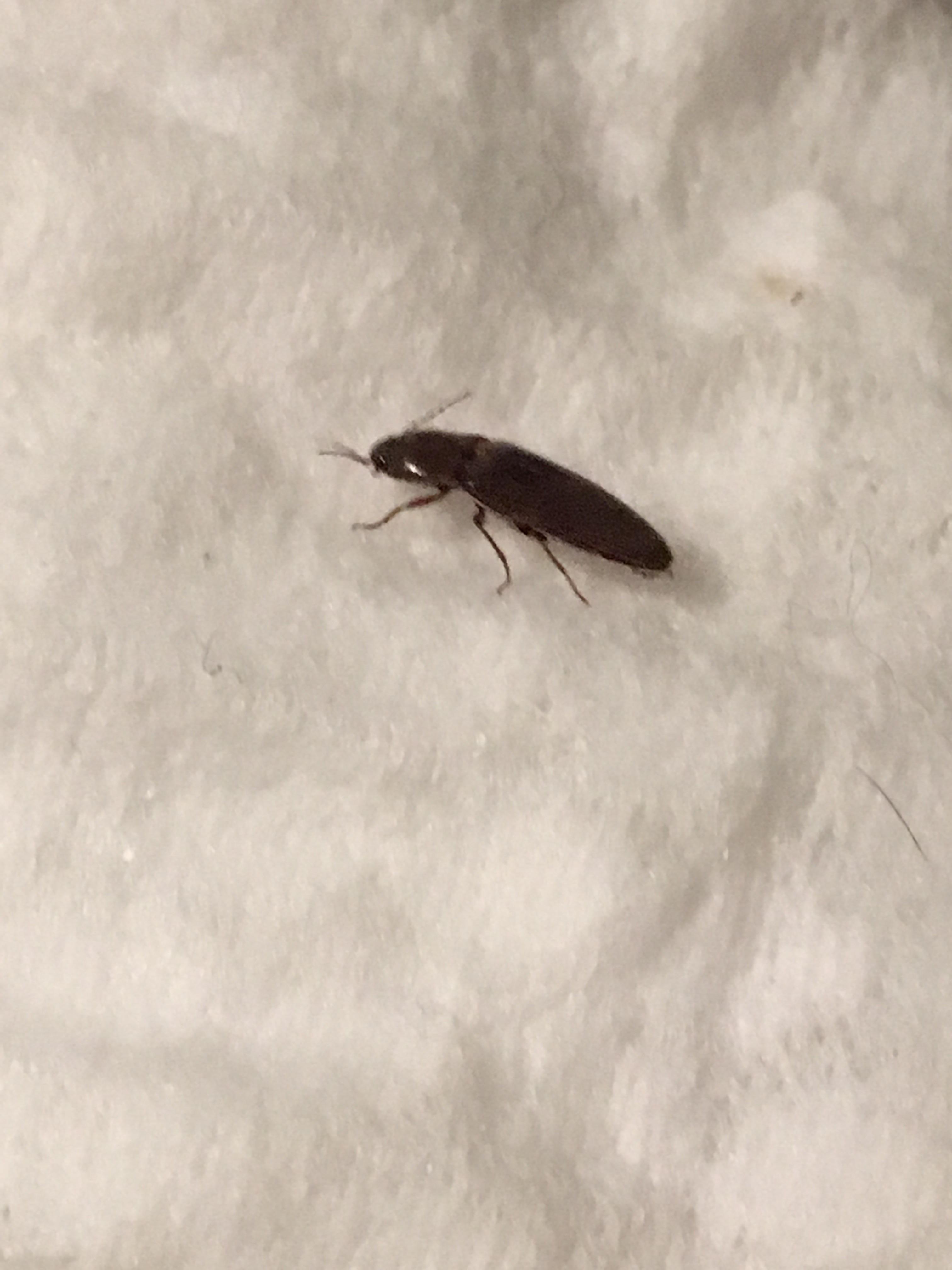 What is this thing? It’s small, it was behind a picture on the wall