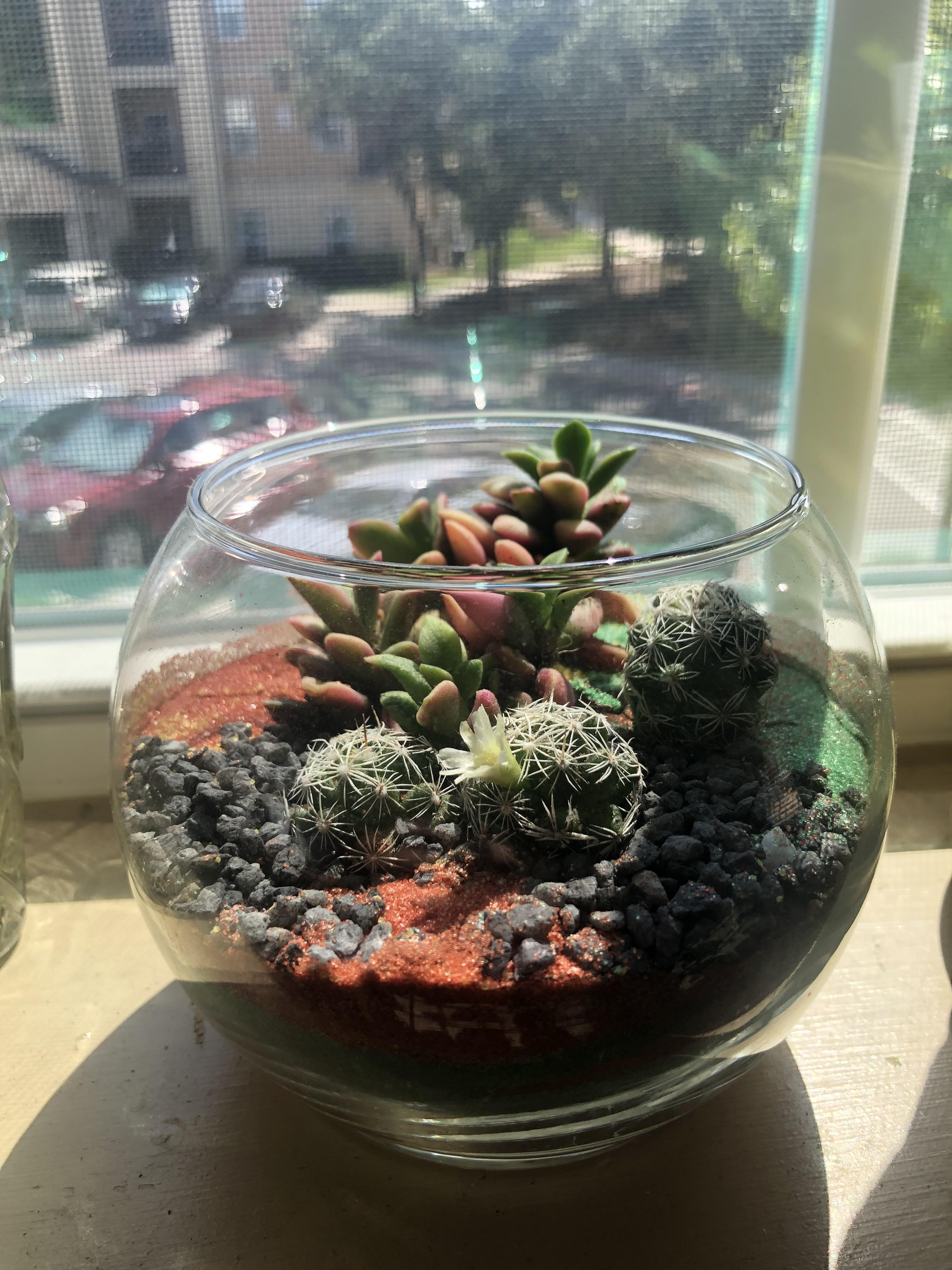My little terrarium is flowering! r/cacti