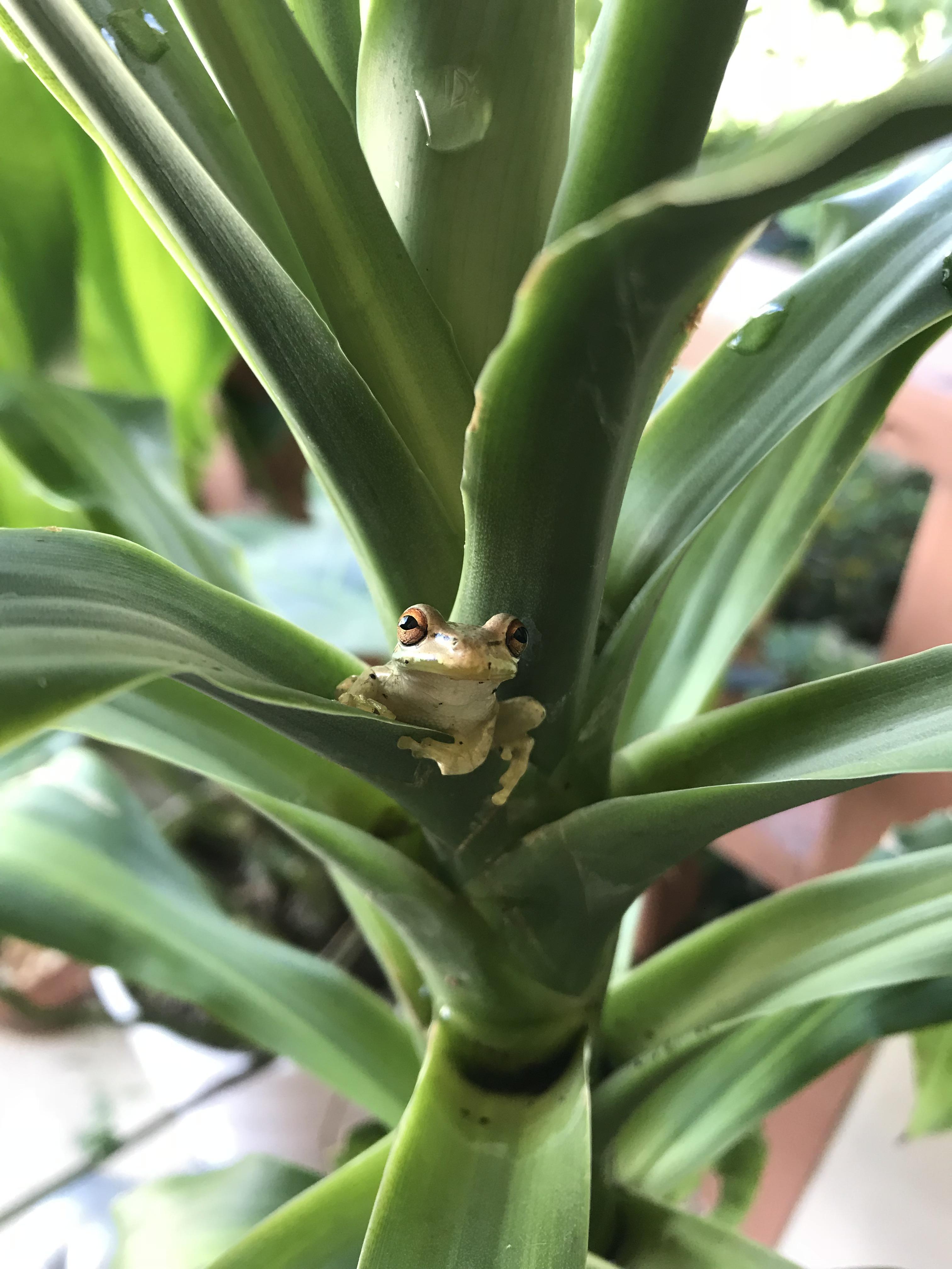 my pest control specialist r/houseplants