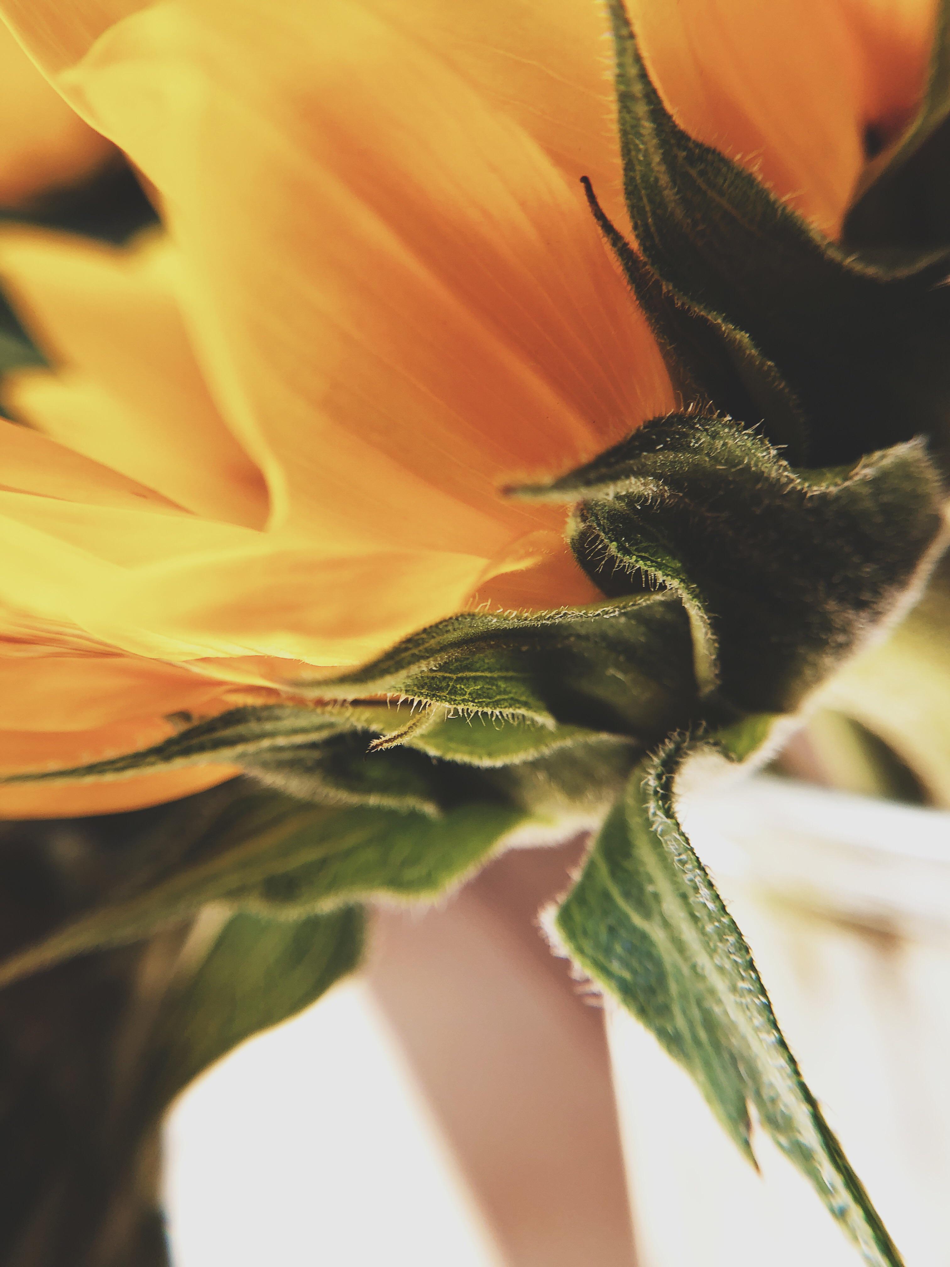 Sunflowers, today. r/gardening
