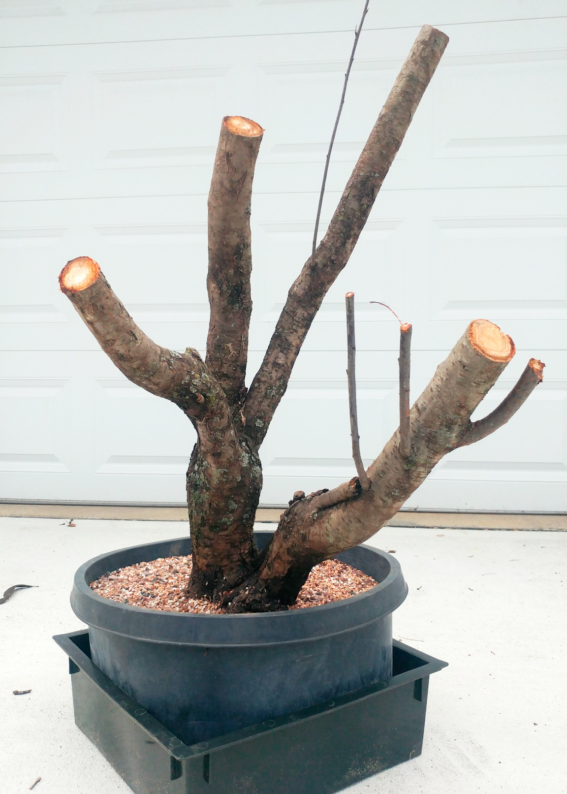 Large Prunus x cistena yamadori (more pics and details in comments) r