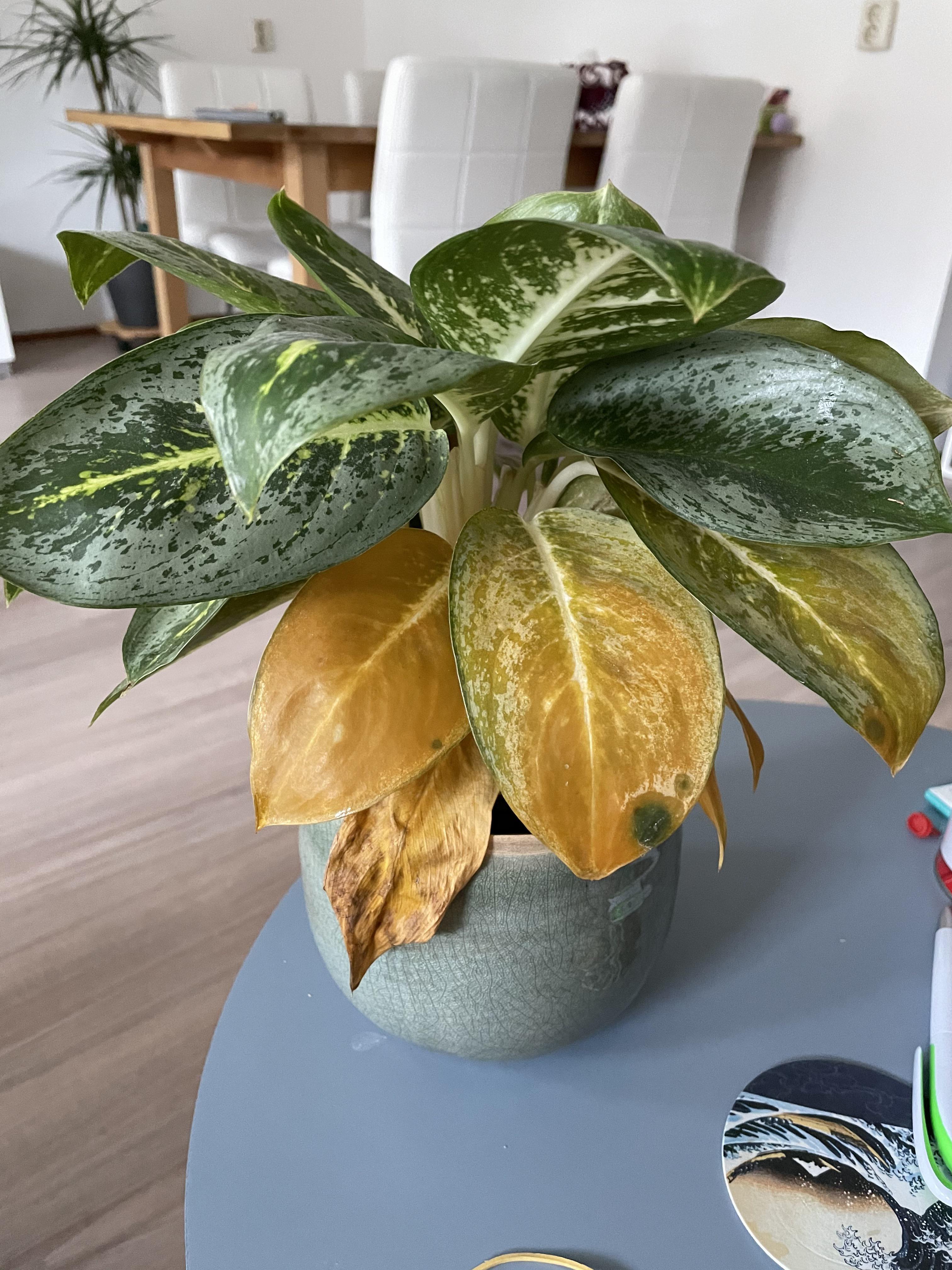 Why are so many leaves yellowing on my Chinese evergreen
