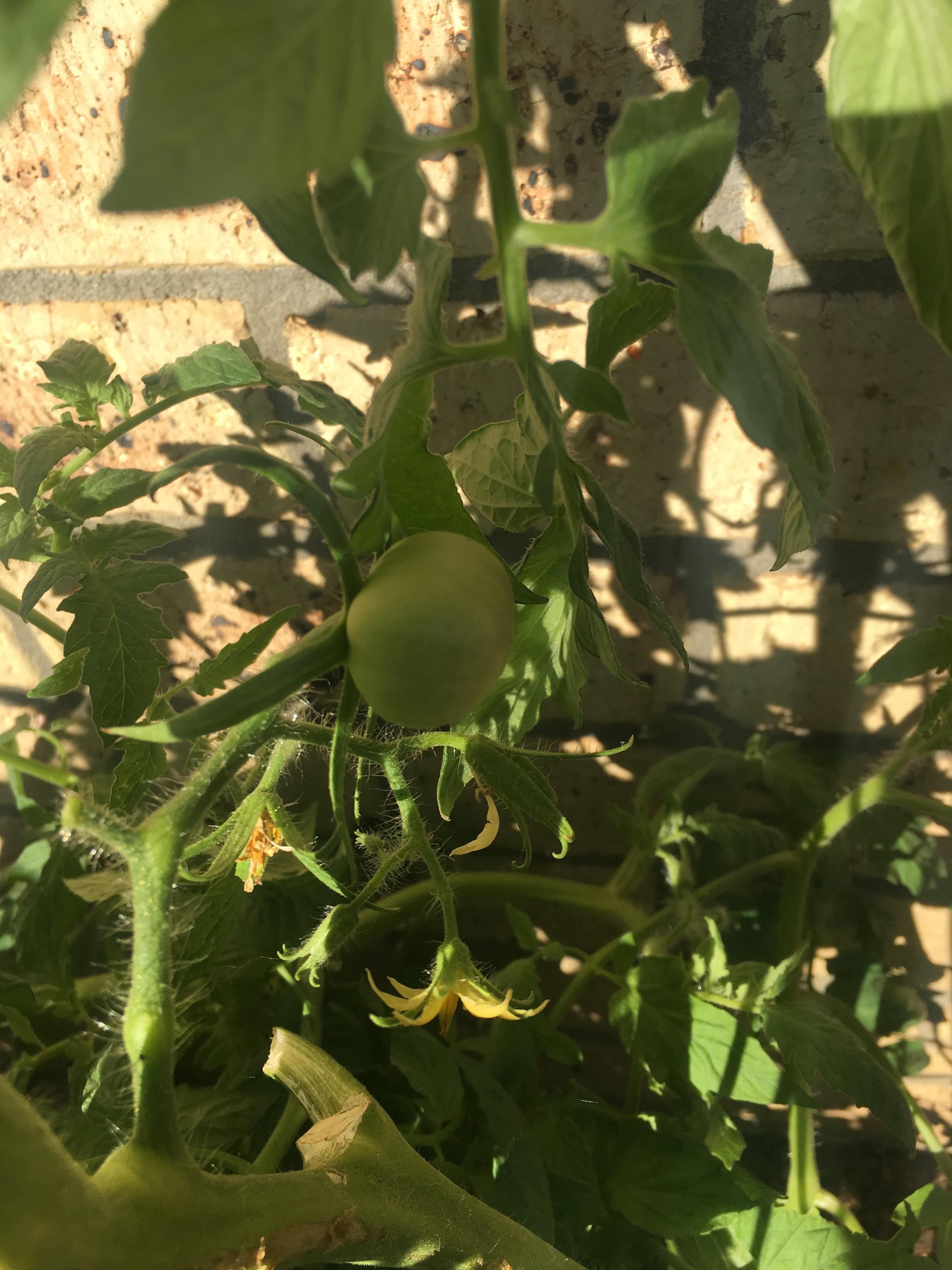 [NSW, Australia] My first lil mellow yellow tomato growing r/gardening