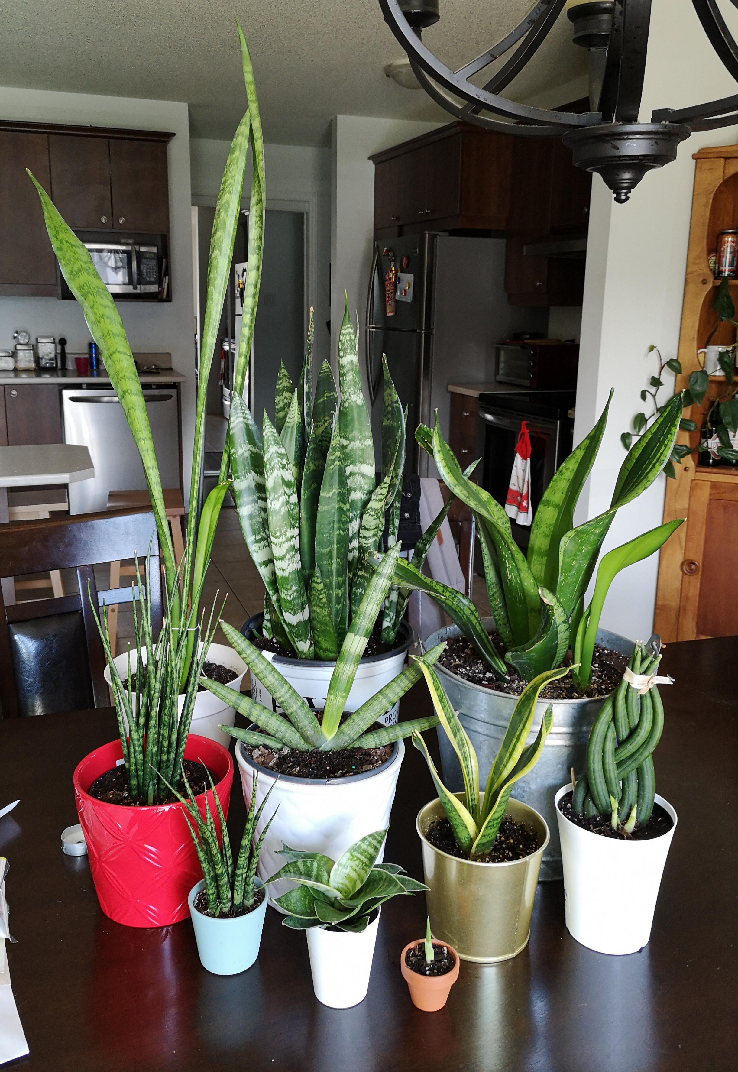 Snake plants family picture! r/houseplants