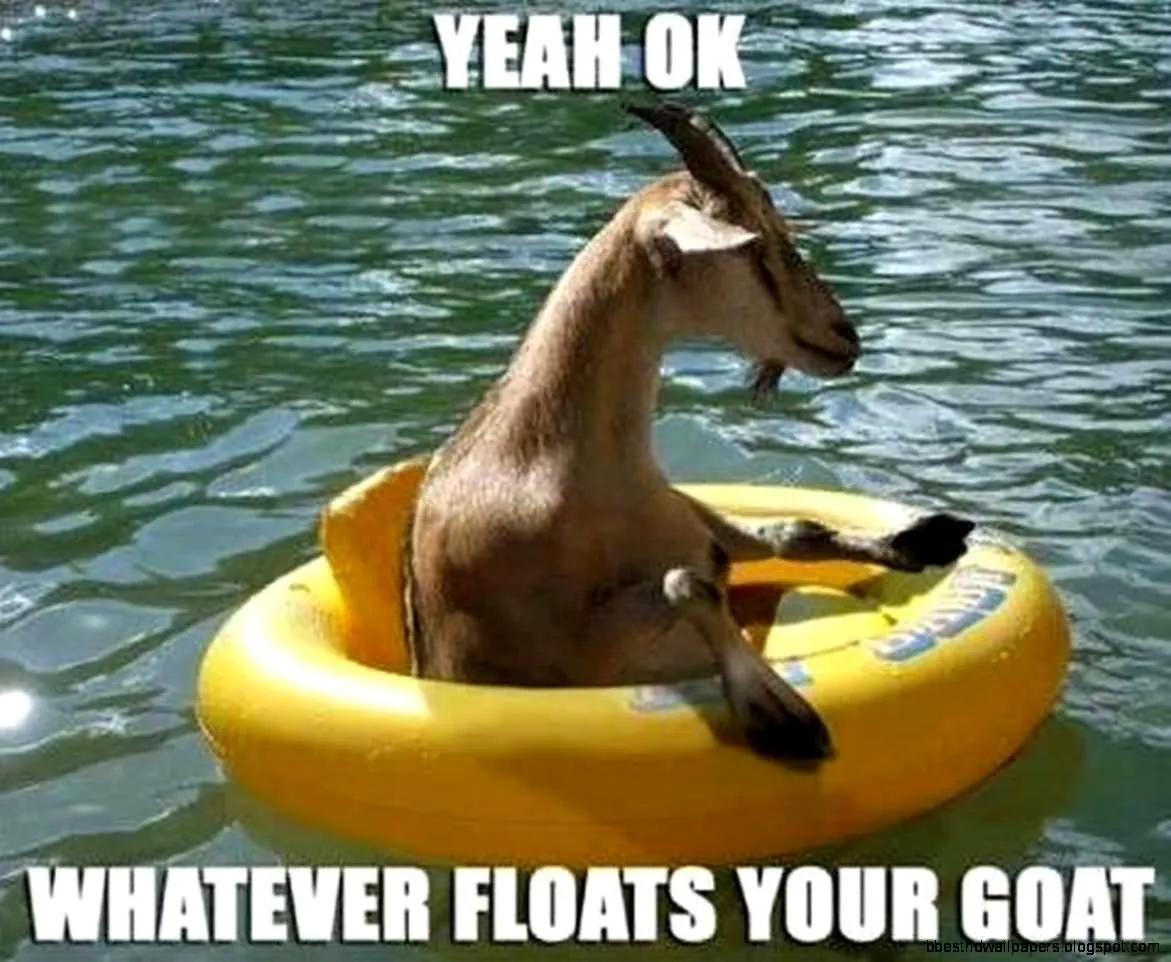 Funny Goat Meme