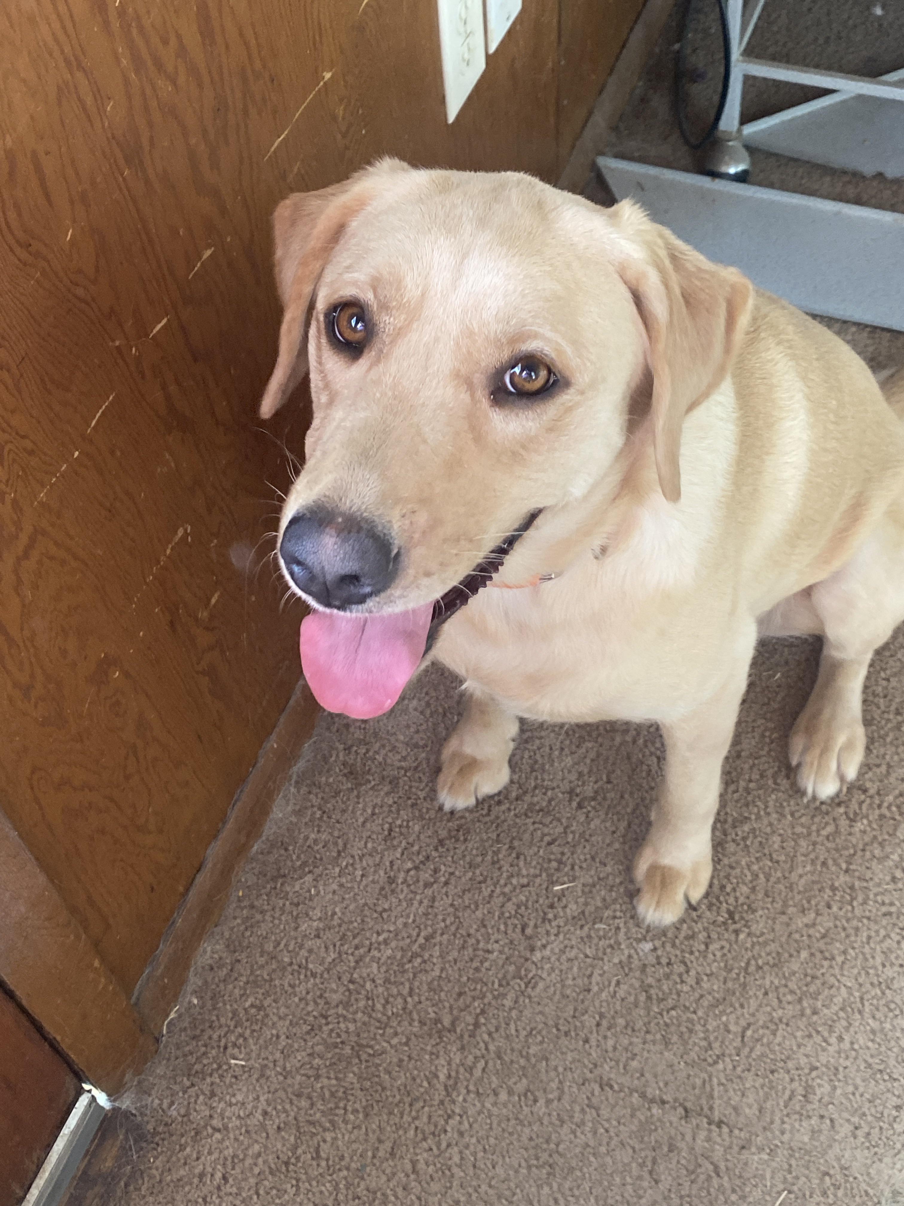 Yellow Lab Golden Retriever Mix