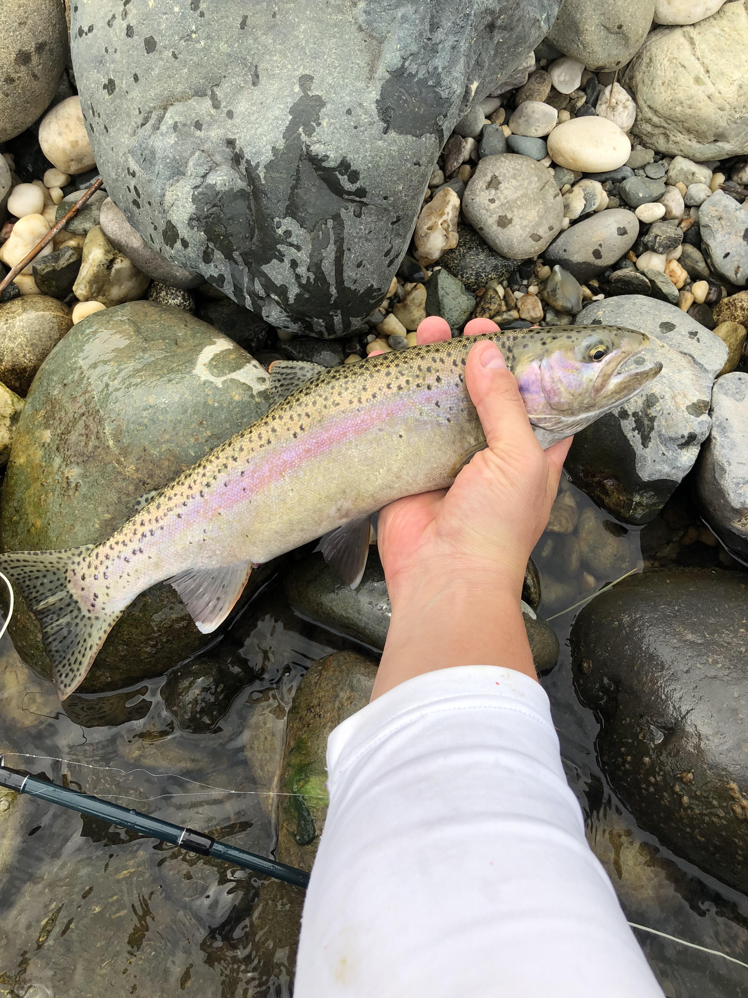 Got into a few studs today on the Yuba River, CA. Went straight to the