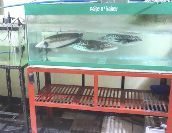 Fresh Fish Jail at Virgil Moore blog