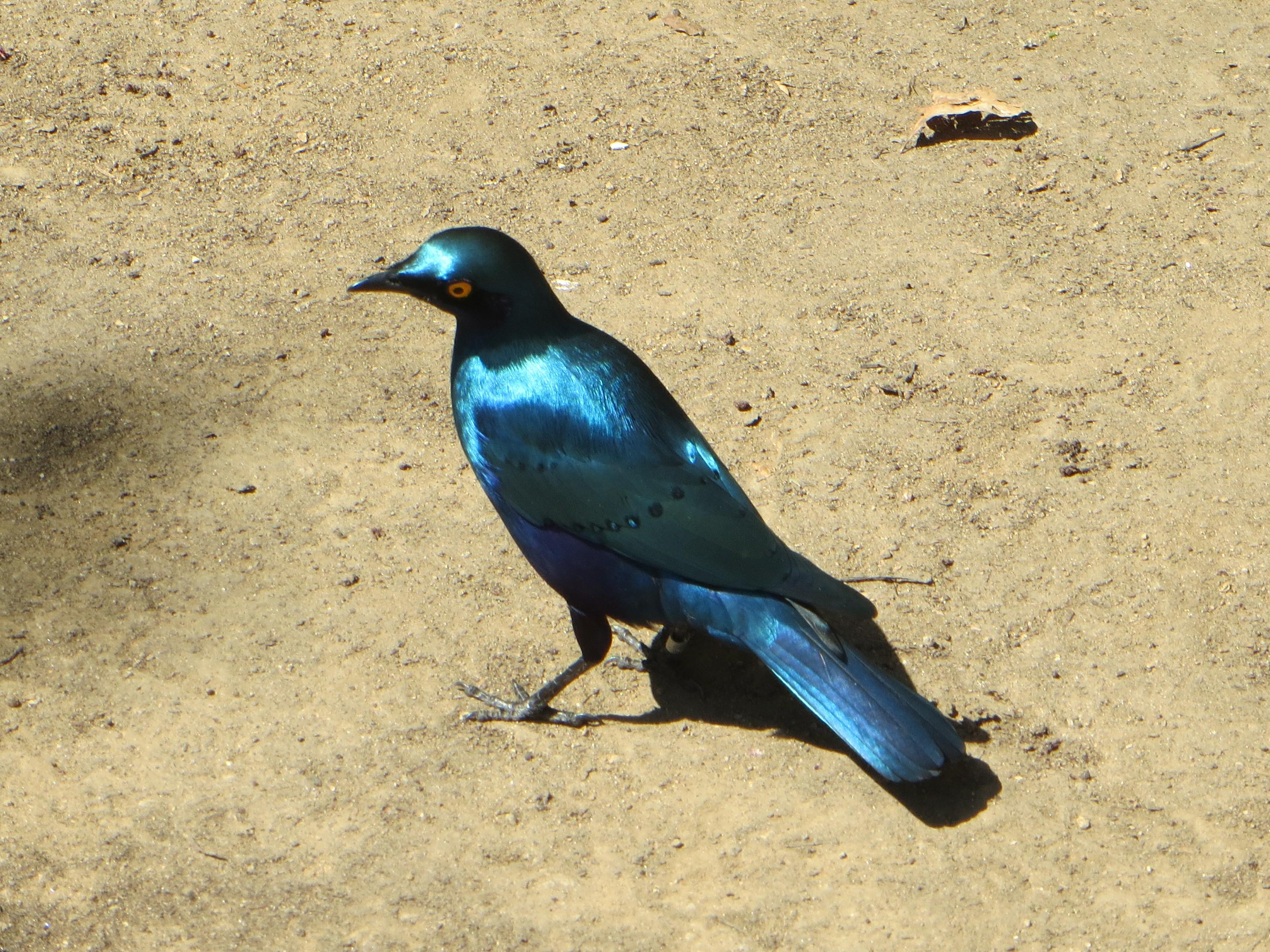 South African bluebird is 🔥 🔥 r/NatureIsFuckingLit