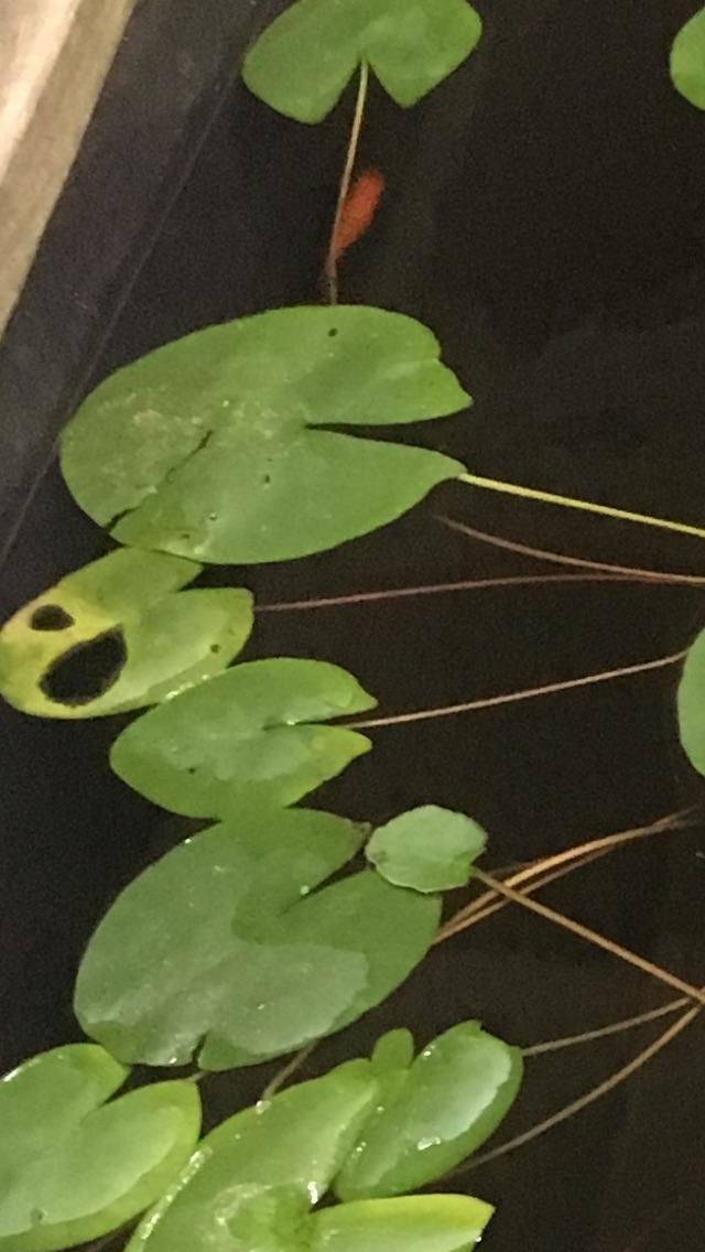 Help! My water lilies develop holes in the center of the pad and die