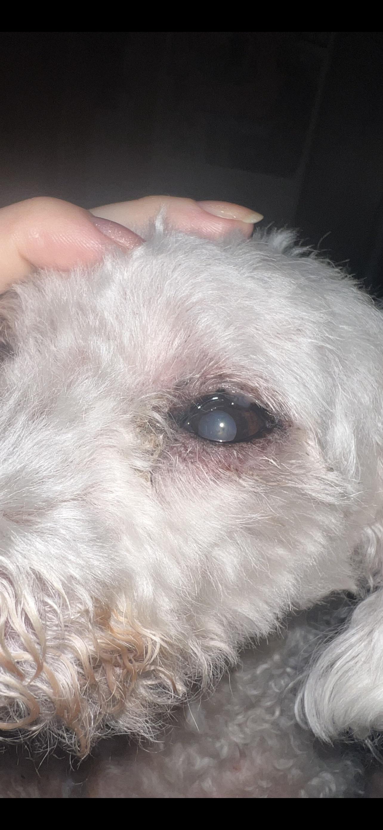 My dogs eyes are turning white inside what is this? I read maybe