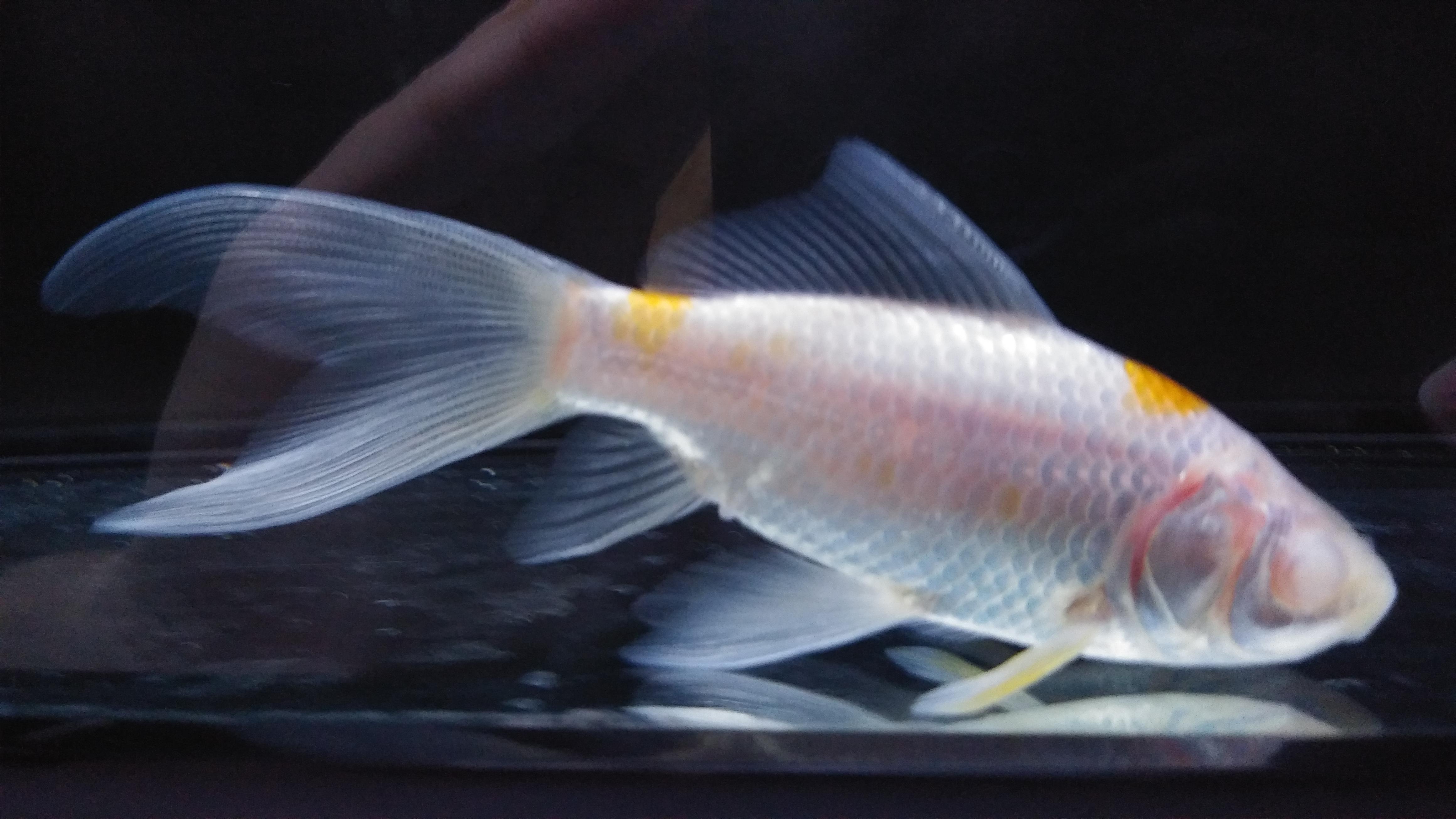 My goldfish blind guy r/Aquariums