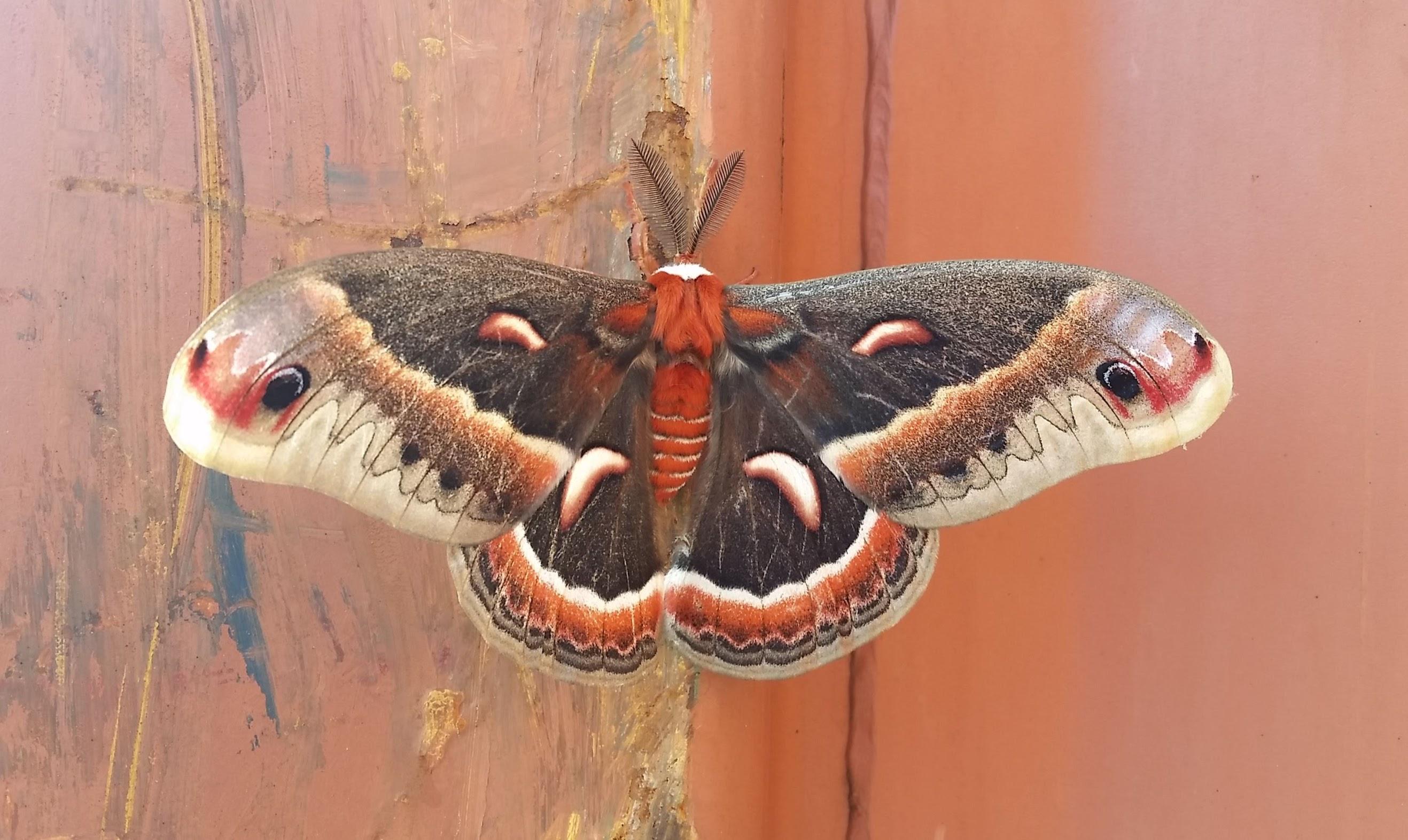 hyalophora cecropia on Shipping container Schuylkill Haven, PA USA 2635