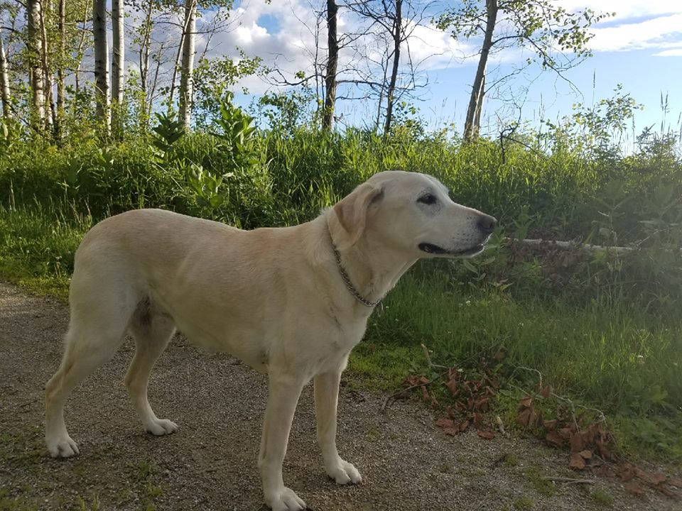 This is Banff. She's 12 years old and a good dog. r/labrador