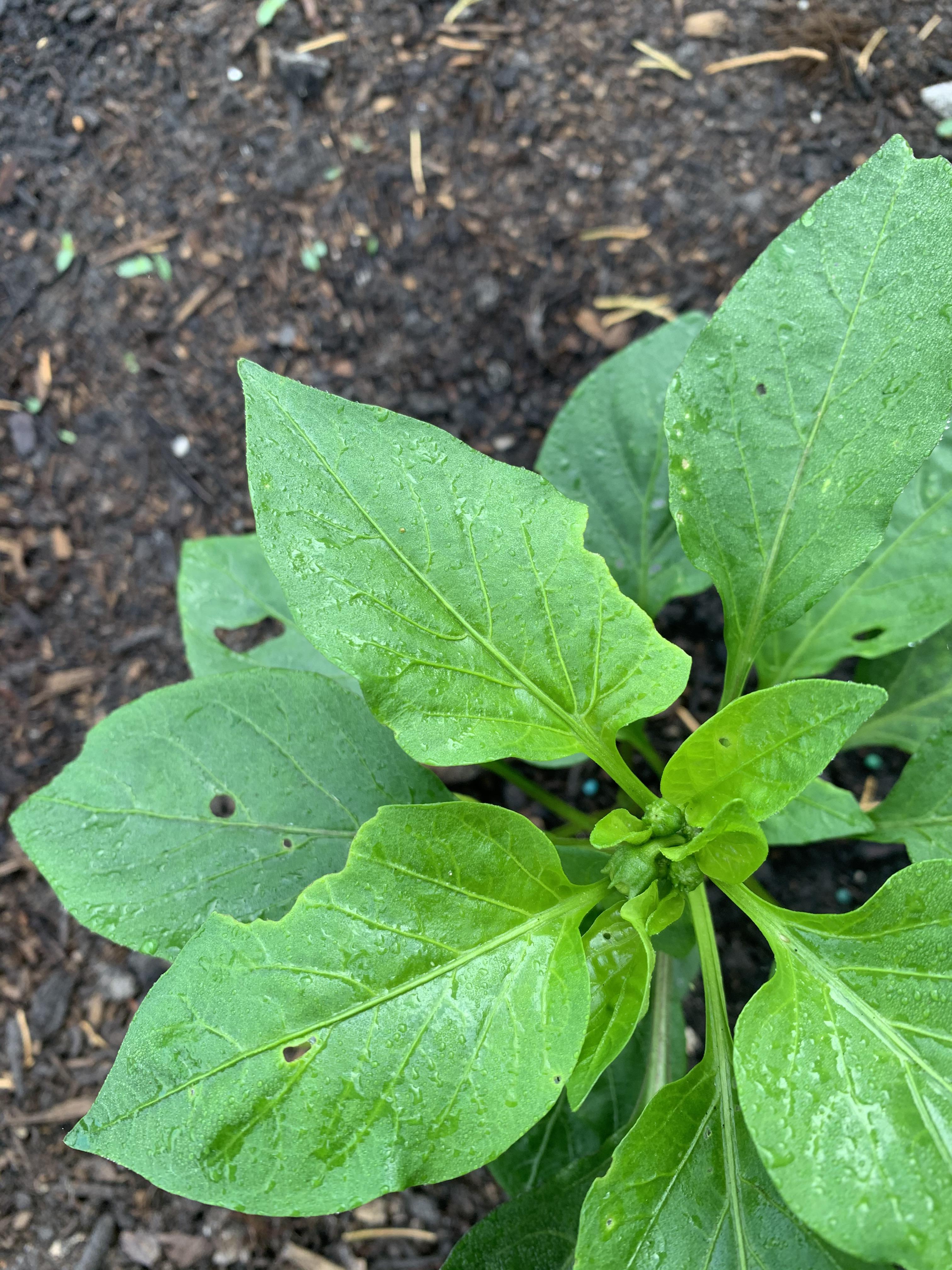 Something it eating my pepper leaves. What can I do to prevent this
