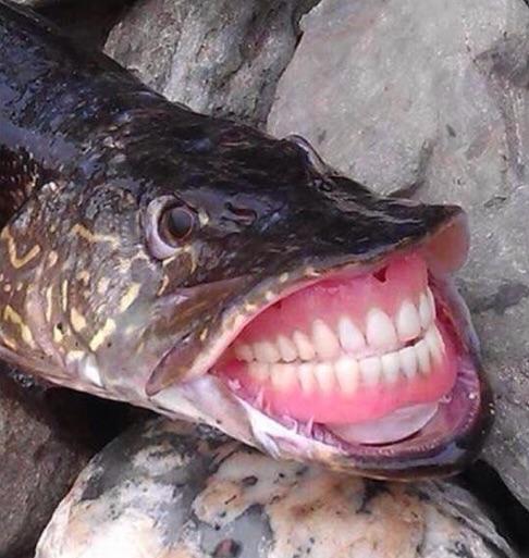 Pike Fish Teeth