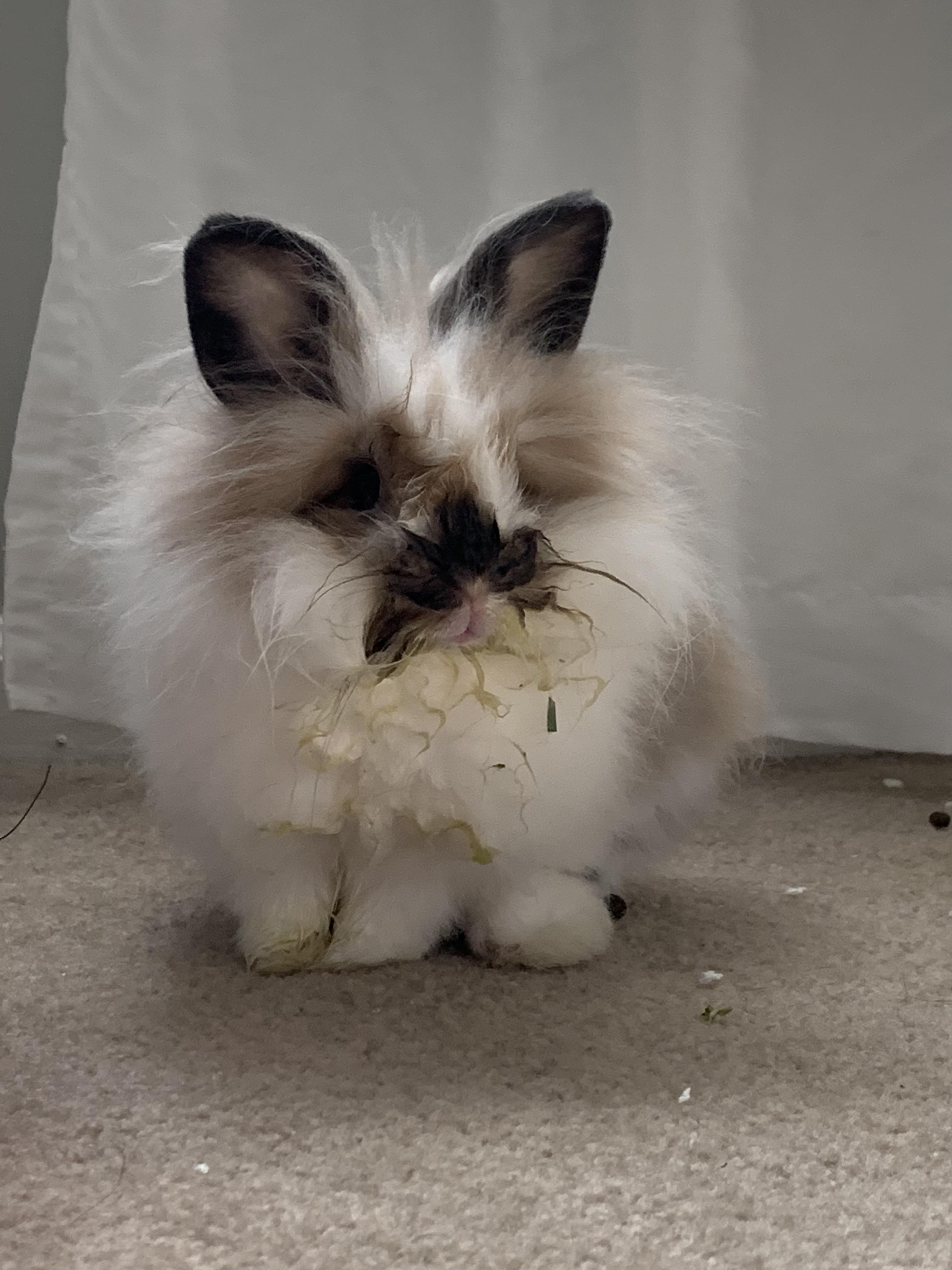 The messiest of eaters r/Rabbits