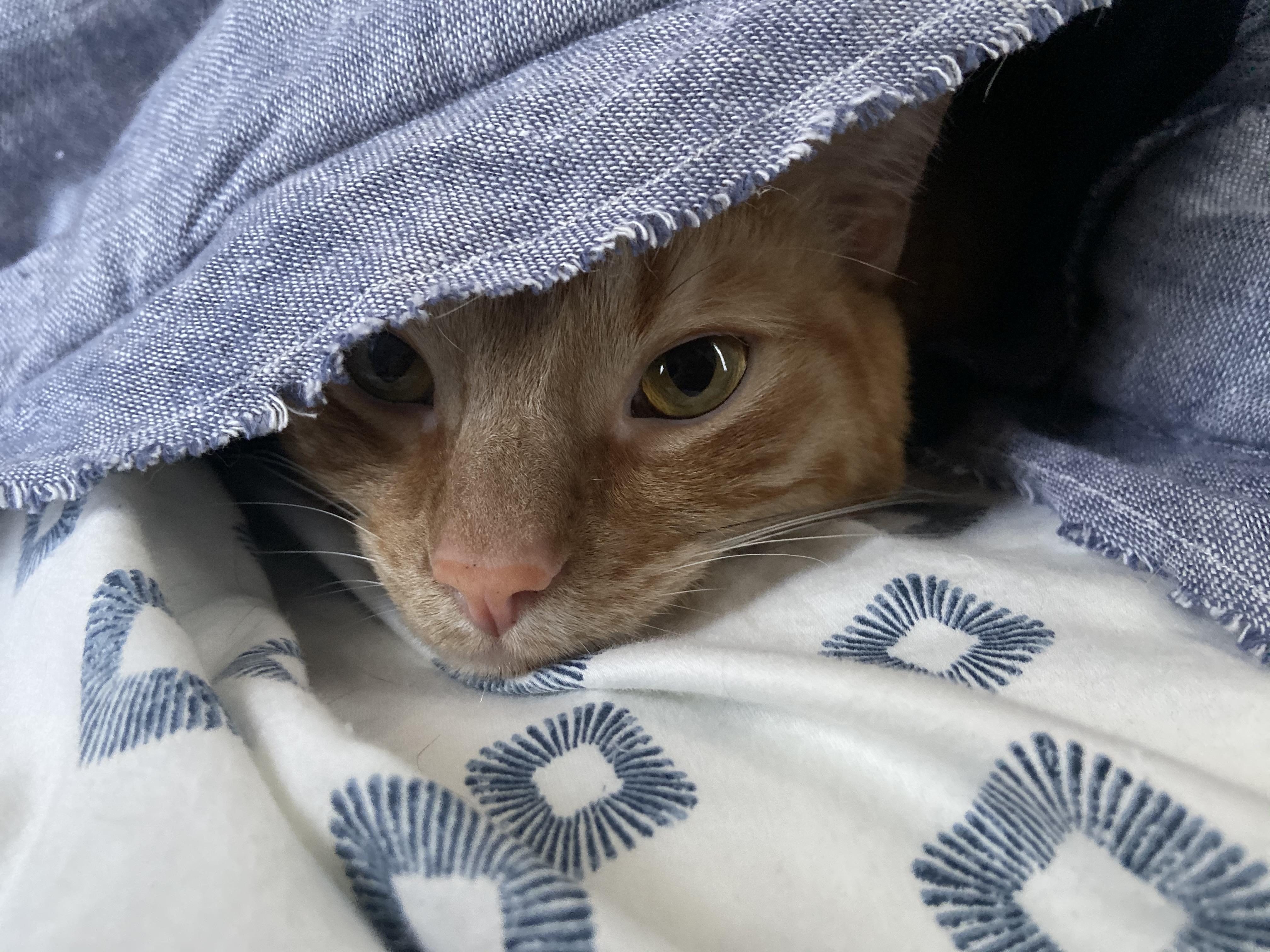He likes to sleep under the covers. r/cats