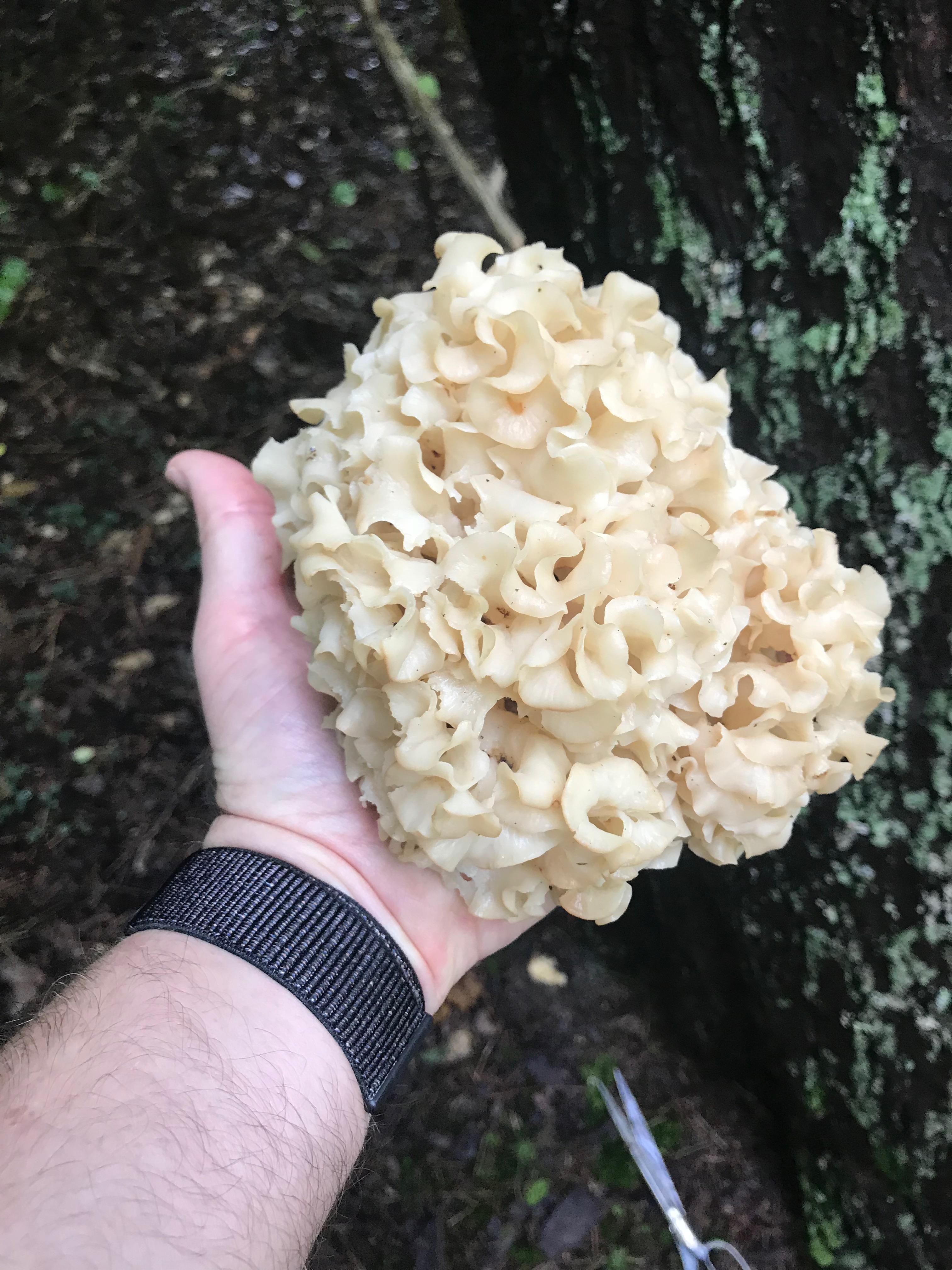 Pretty sure this is a cauliflower mushroom (Sparassis) but would