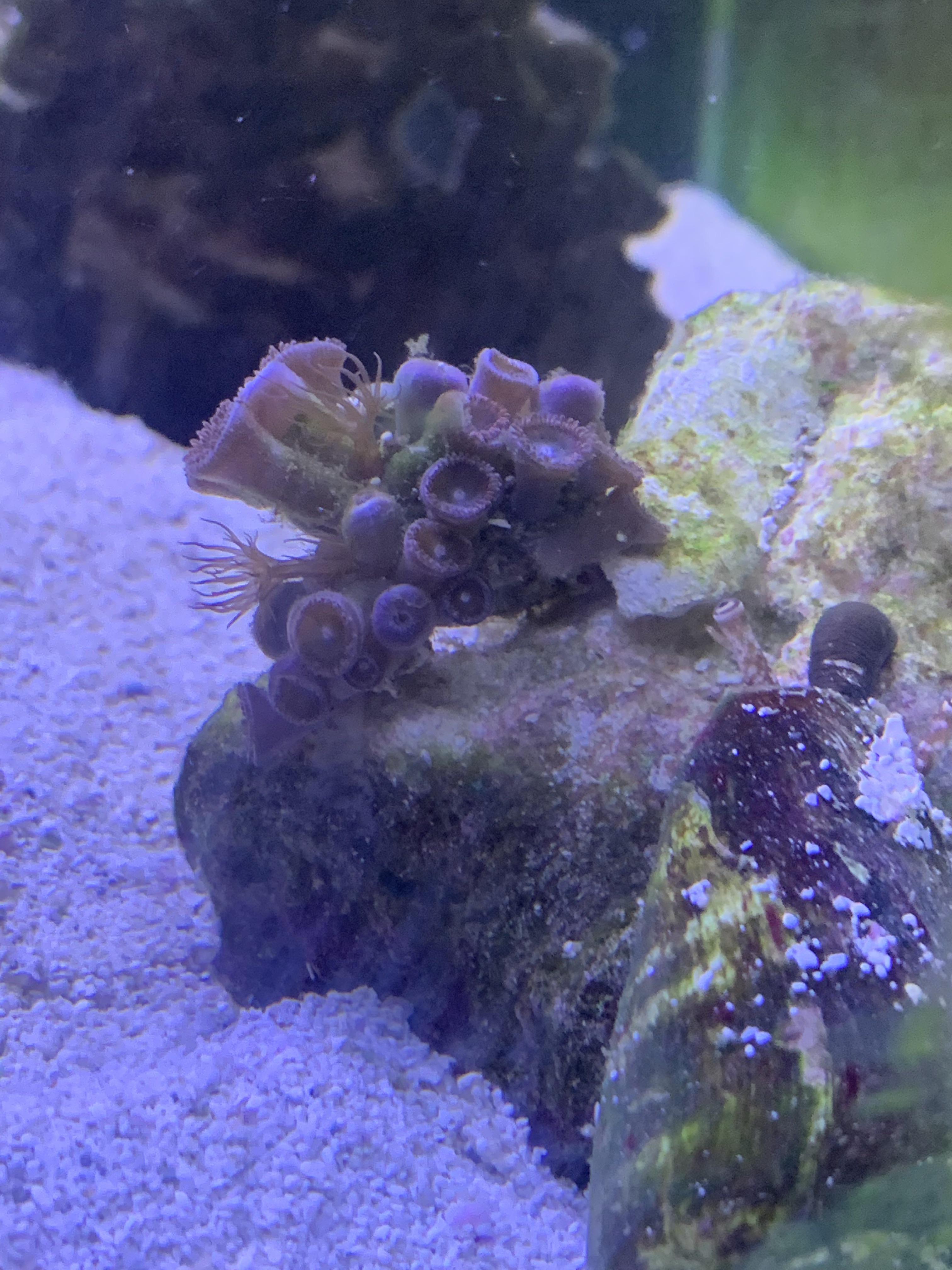 114 best Aiptasia images on Pholder Reef Tank, Aquariums and Flytying