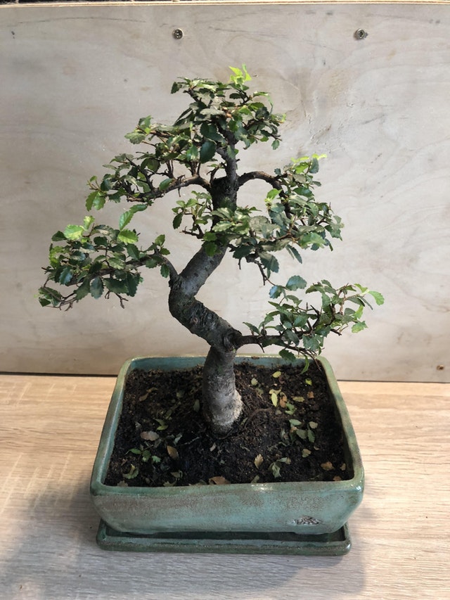 New to bonsai. Any advice what should I do with my Chinese Elm? r/Bonsai