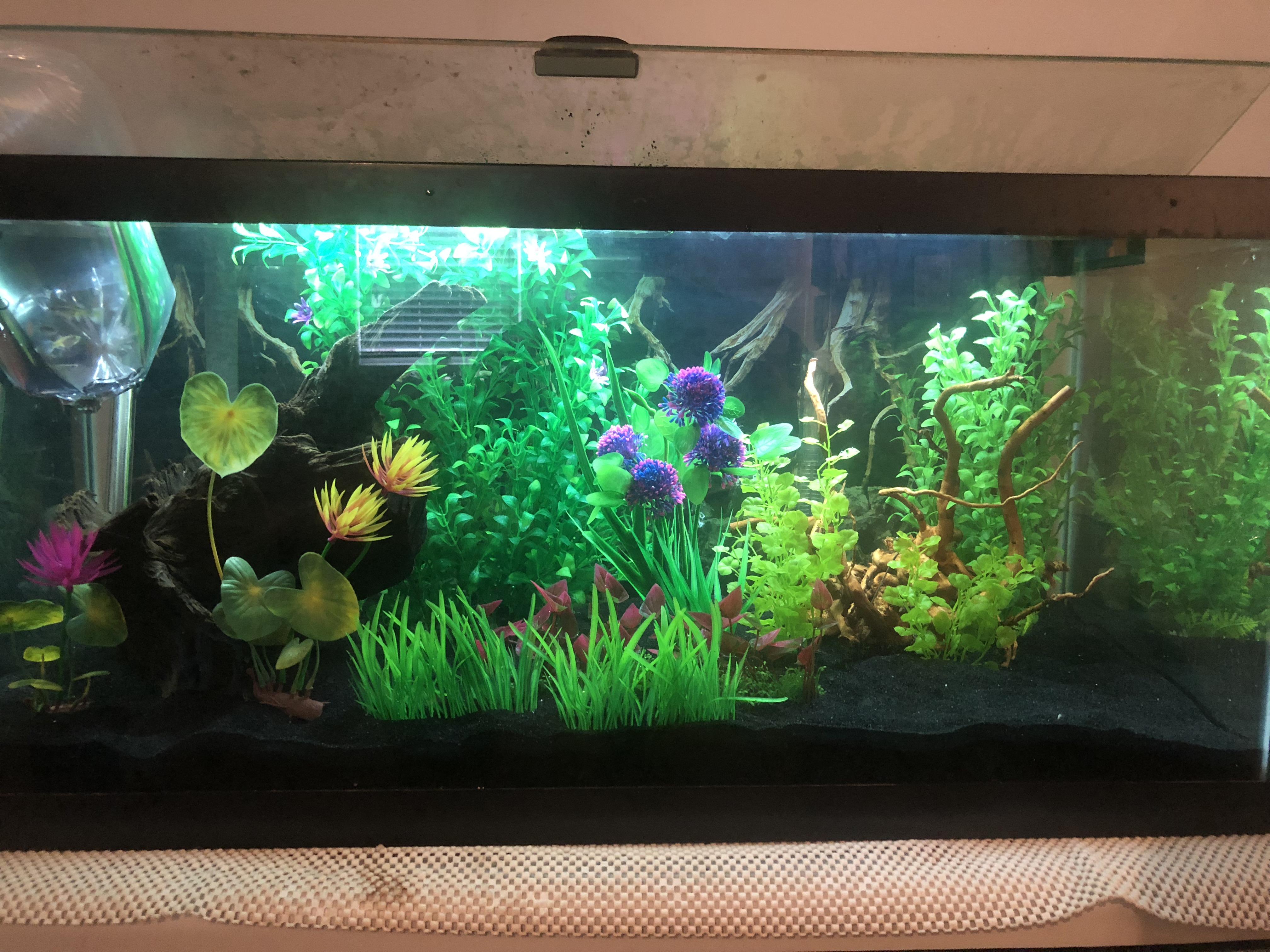 My new setup. Family votes against me and wanted fake plants so I